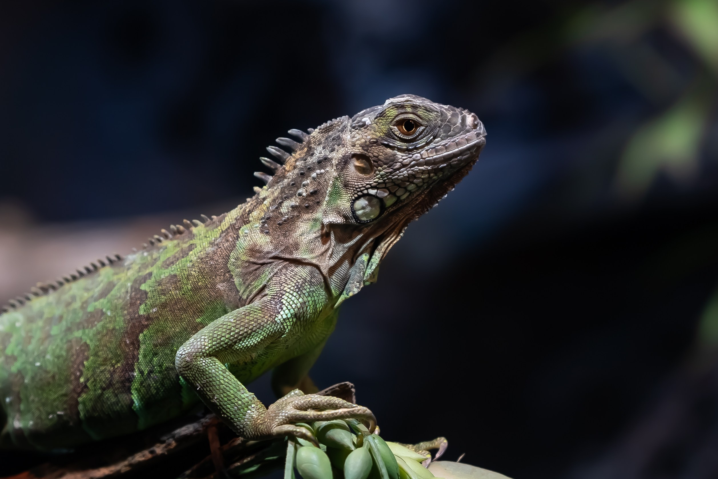 Reptile. Bycristinaciobanu