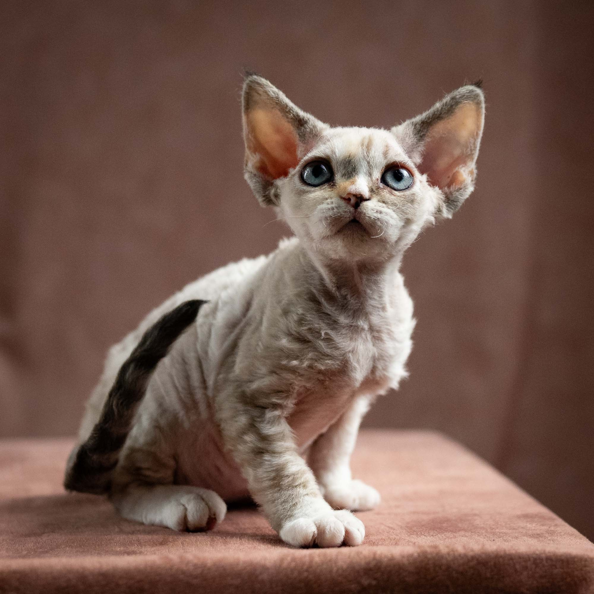 Nova, girl, born 01.17.26. Devon Rex Pixie Cattery
