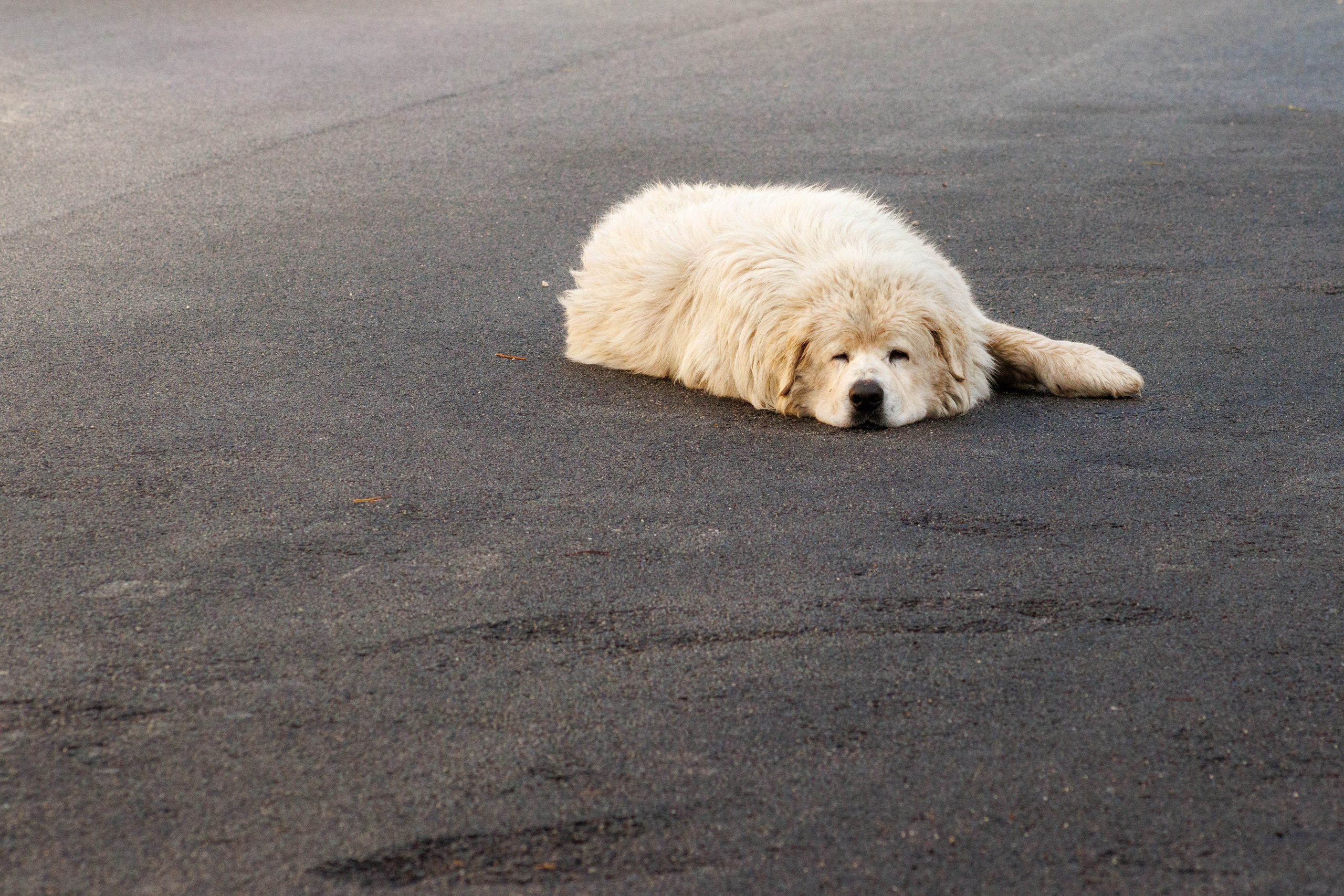 Animals. Portrait and Street photographer in Vilnius Edgar Shaipunas