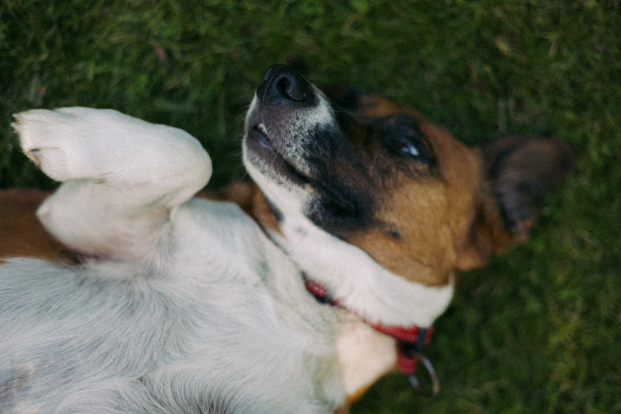 Vasara sode. Портретный фотограф Александра Самозванова