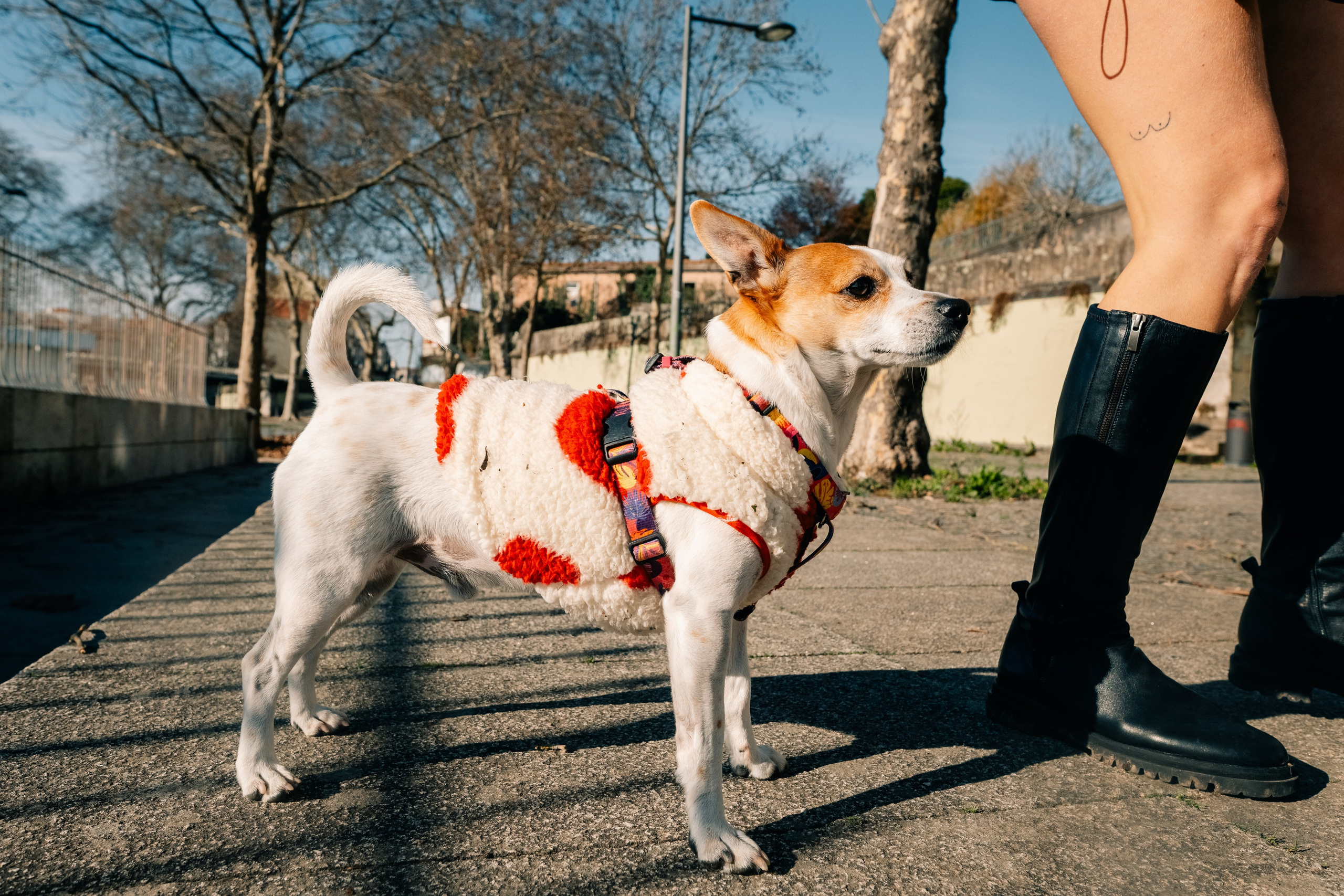 Yana & Doggos in Bonfim. Maria Sher. Professional photographer from Porto, Portugal
