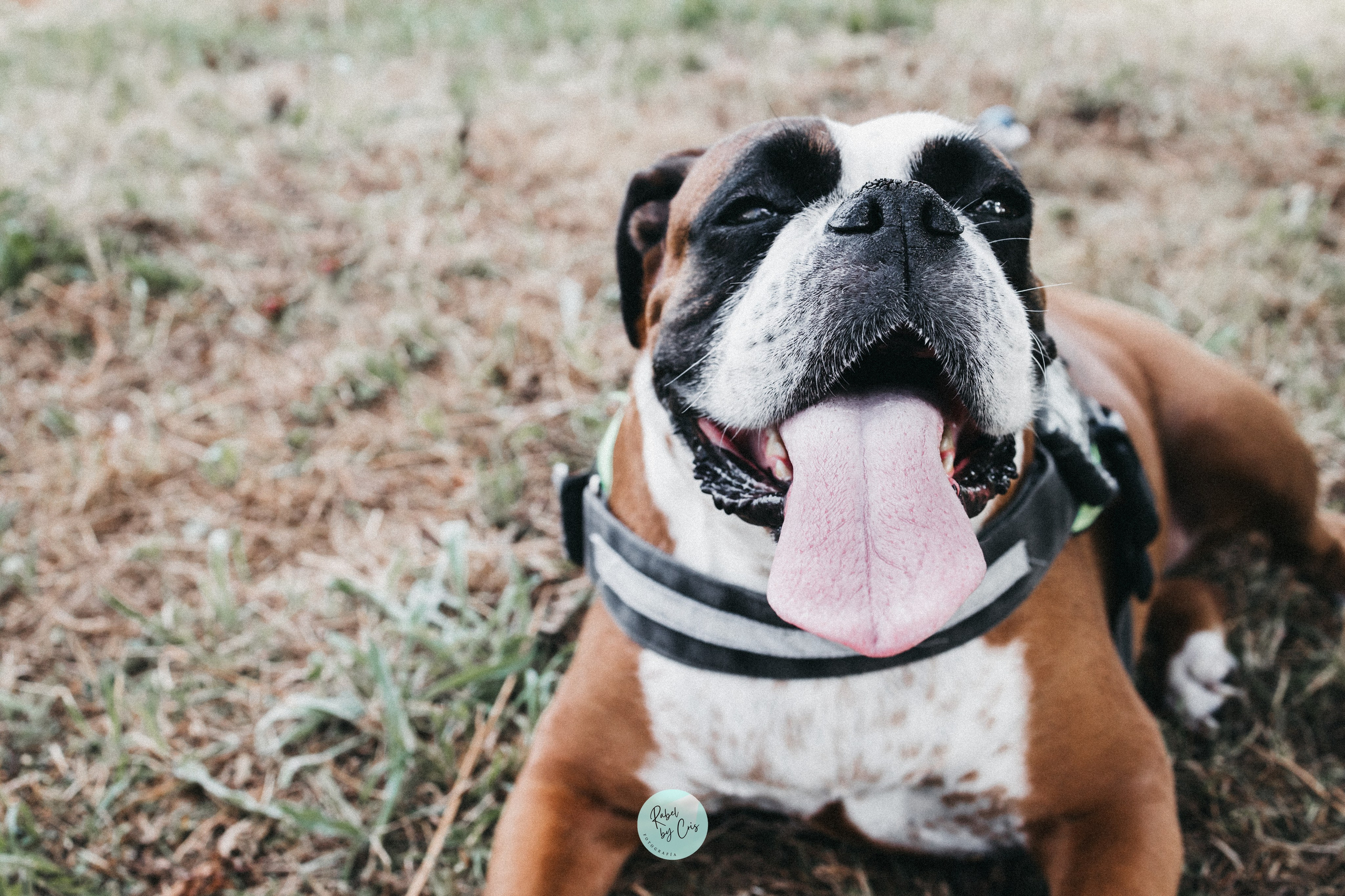 RabelByCris Fotógrafa en Coruña de Eventos, sesiones, mascotas