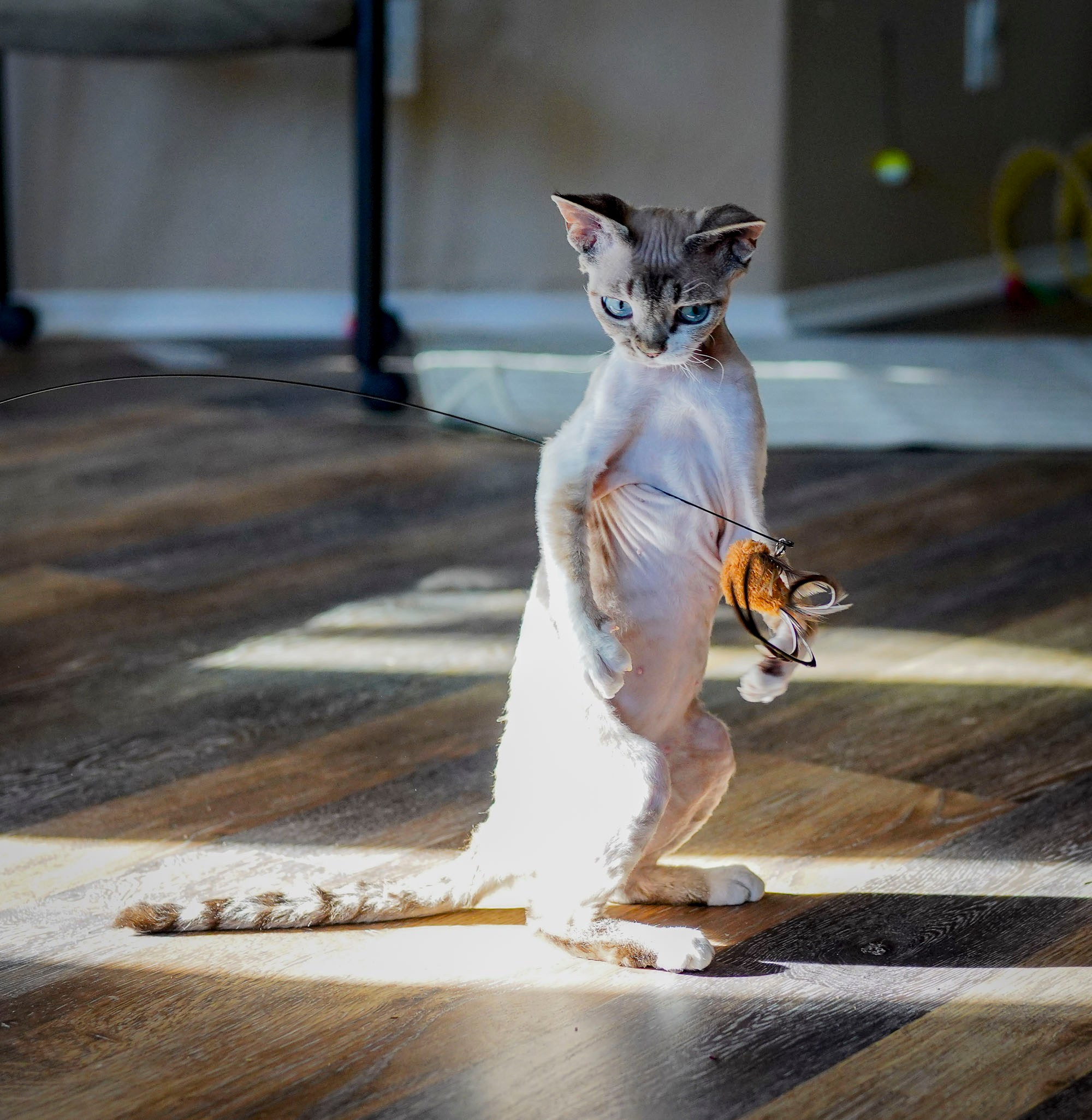 Hunti. Devon Rex Pixie Cattery