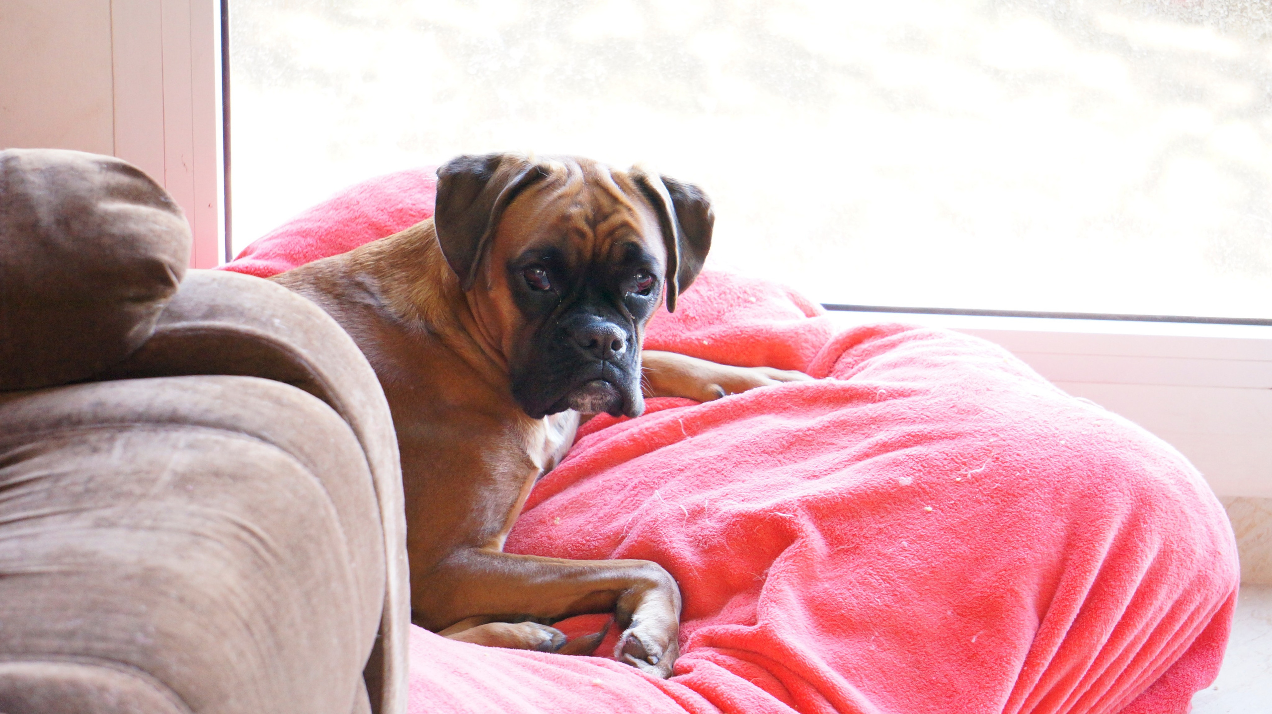 My ״Star״ Boxer Dog