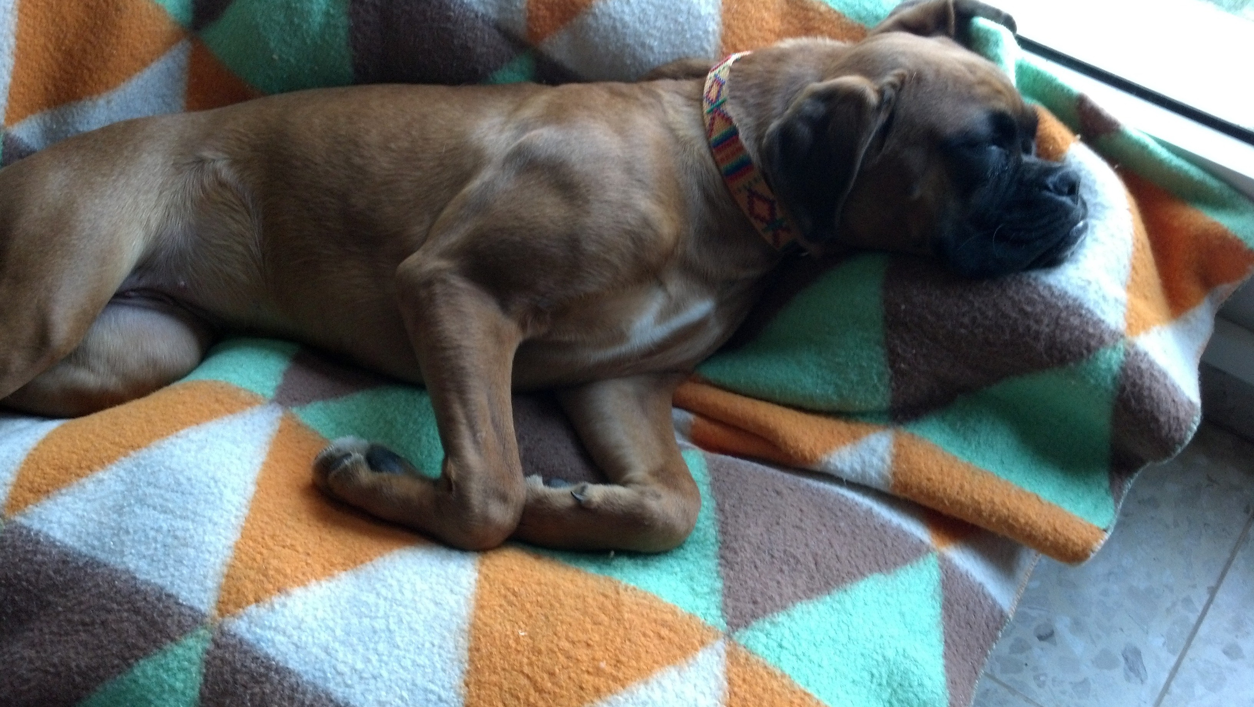 My ״Star״ Boxer Dog