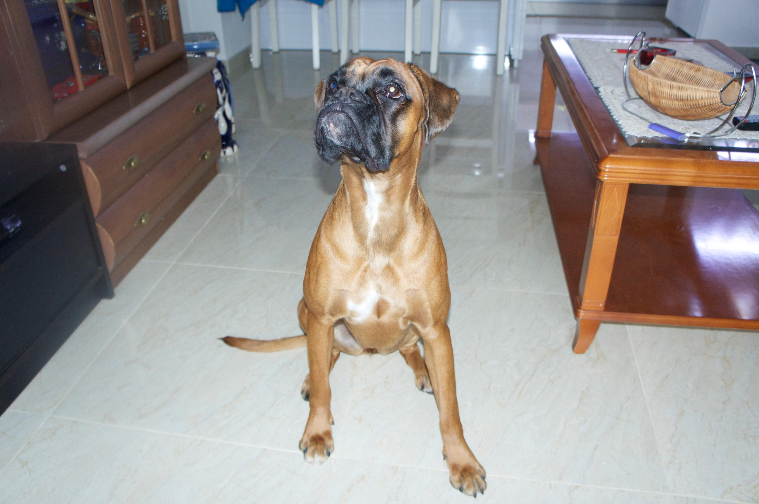 My ״Star״ Boxer Dog