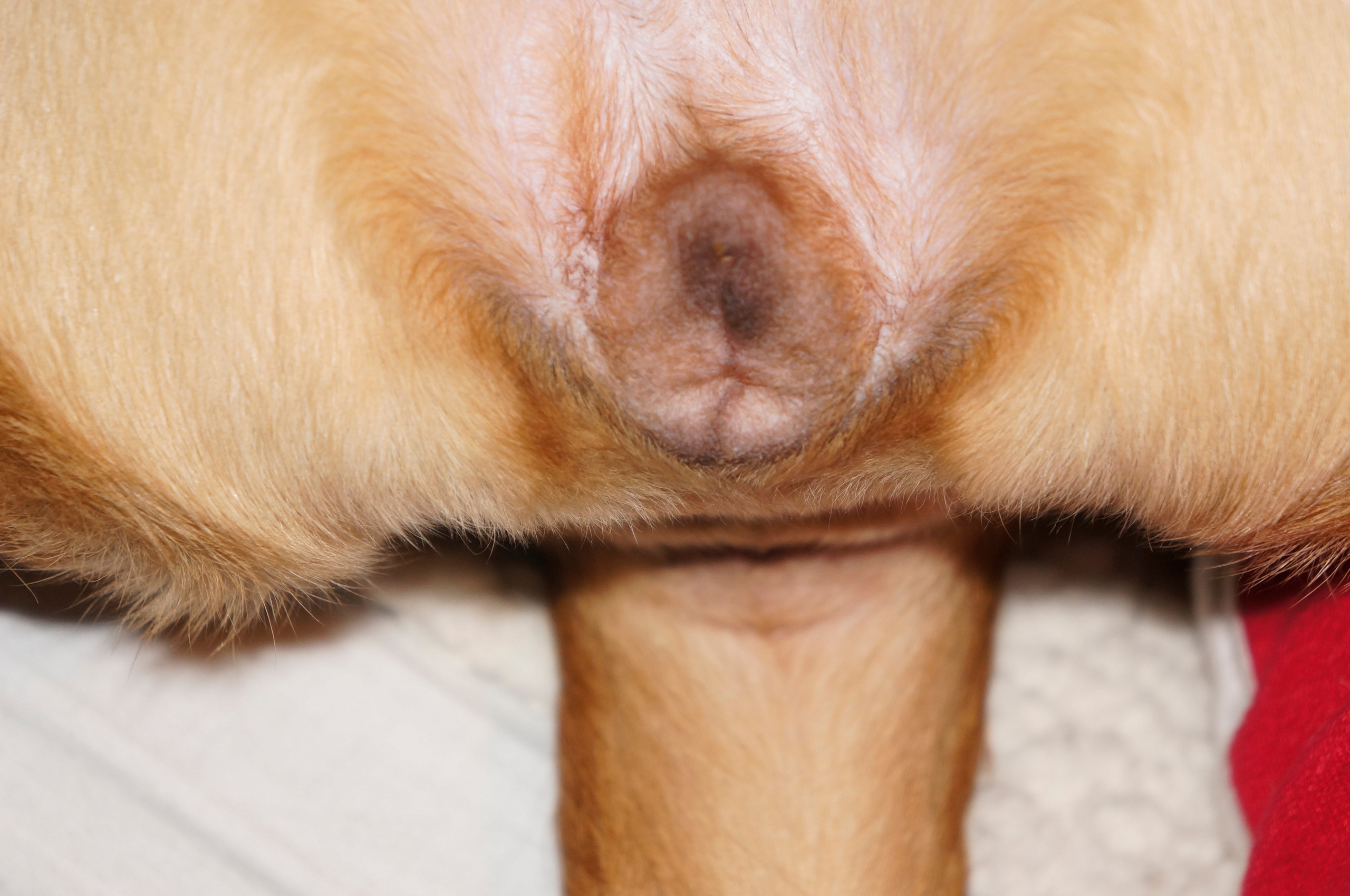 My ״Star״ Boxer Dog