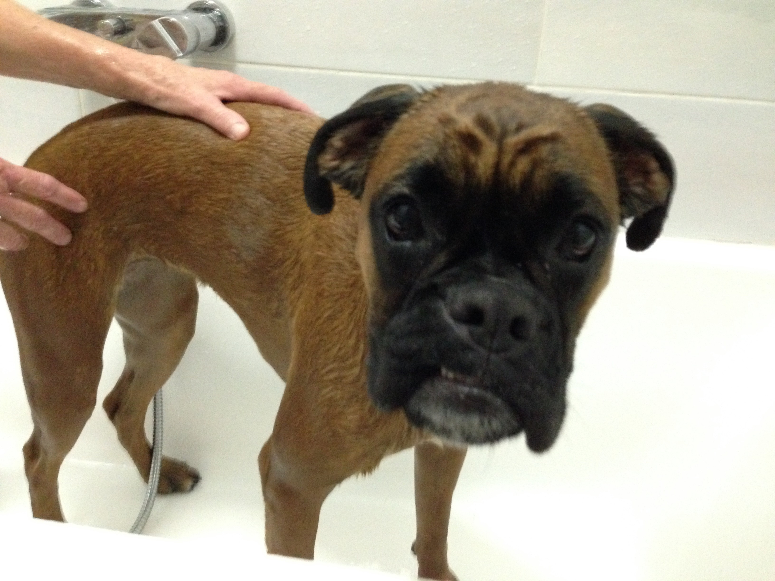 My ״Star״ Boxer Dog