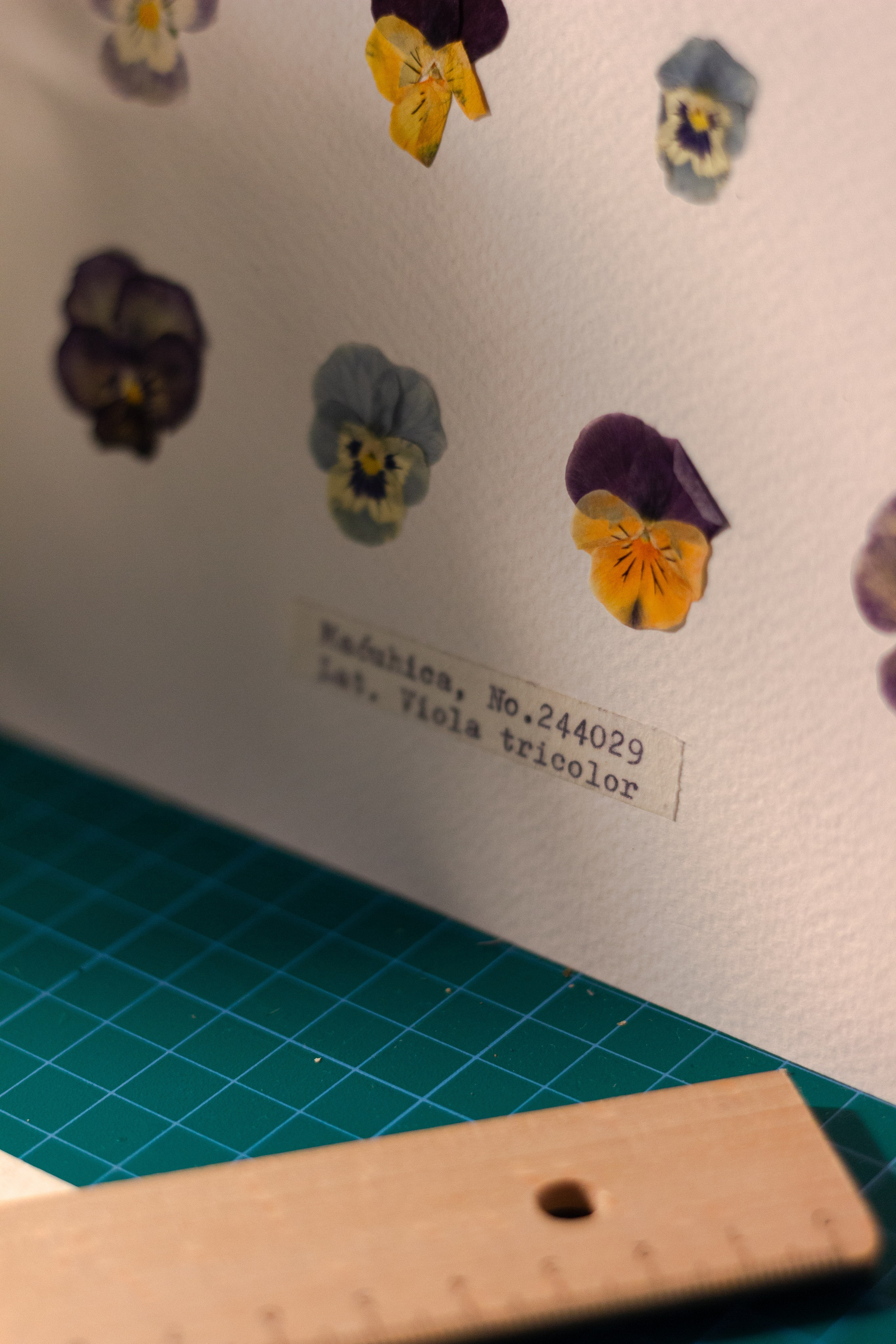 Portfolio. Herbarij studio