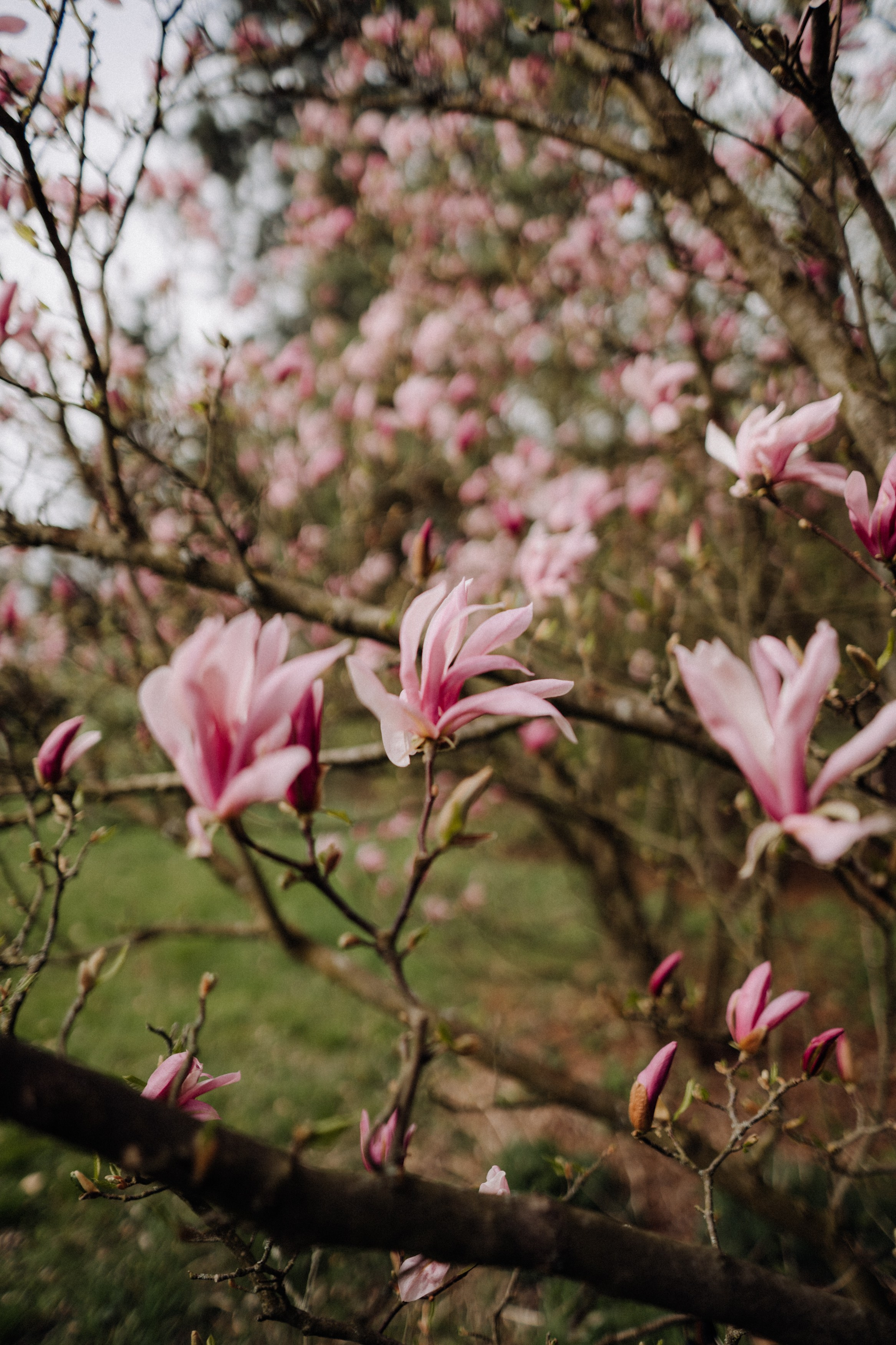 Nature. Фотограф в Праге Анна Лебедева