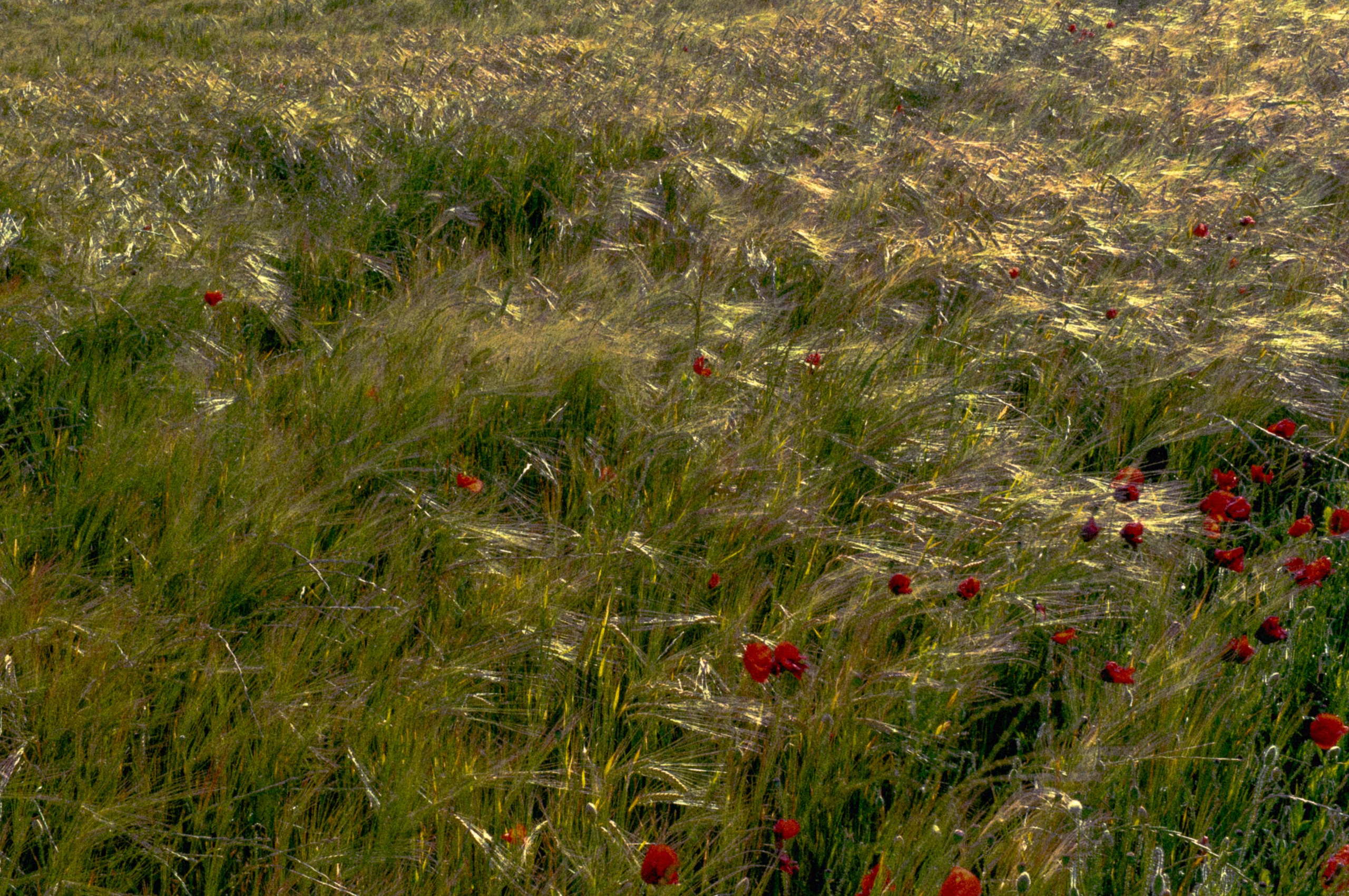 Servicios profesionales de edición de vídeo en Barcelona | Marina Kálcheva. Marina Kálcheva – Photographer, Videographer & Visual Artist in Barcelona