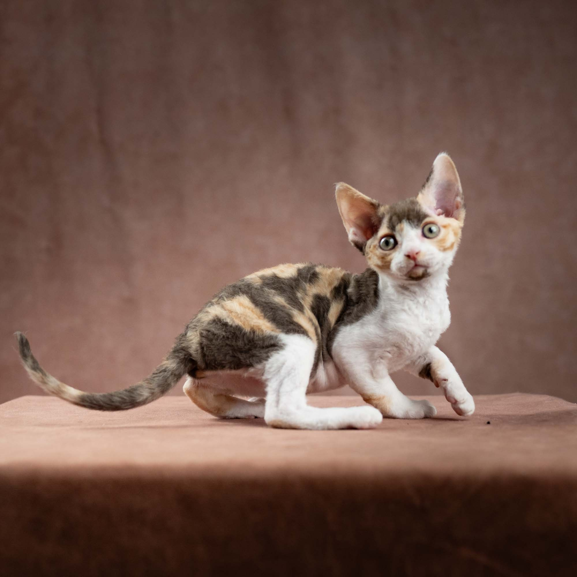 Dixie, girl, born on 06.06.24 SOLD. Devon Rex Pixie Cattery