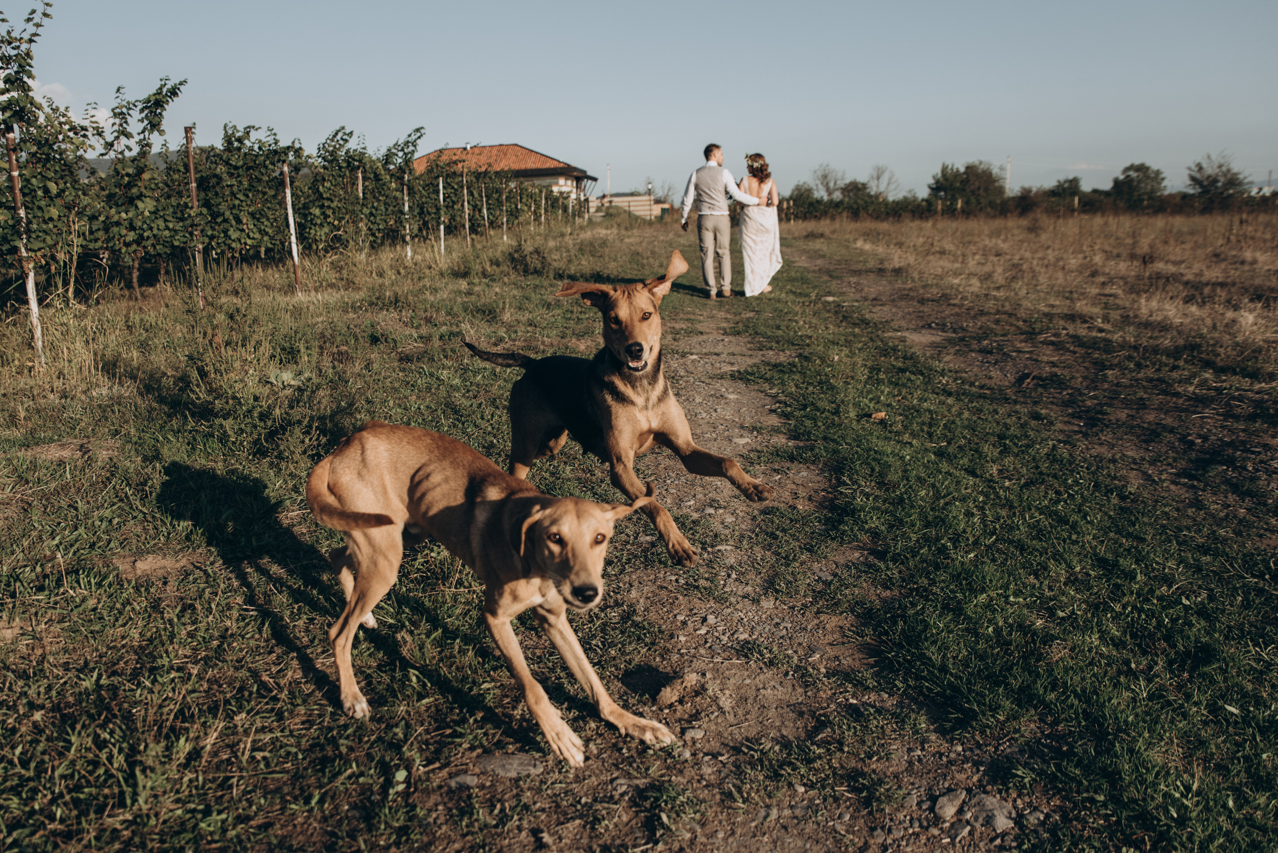 Kakheti wedding. Wedding photographer in Georgia, Tbilisi Arina Krasnikova