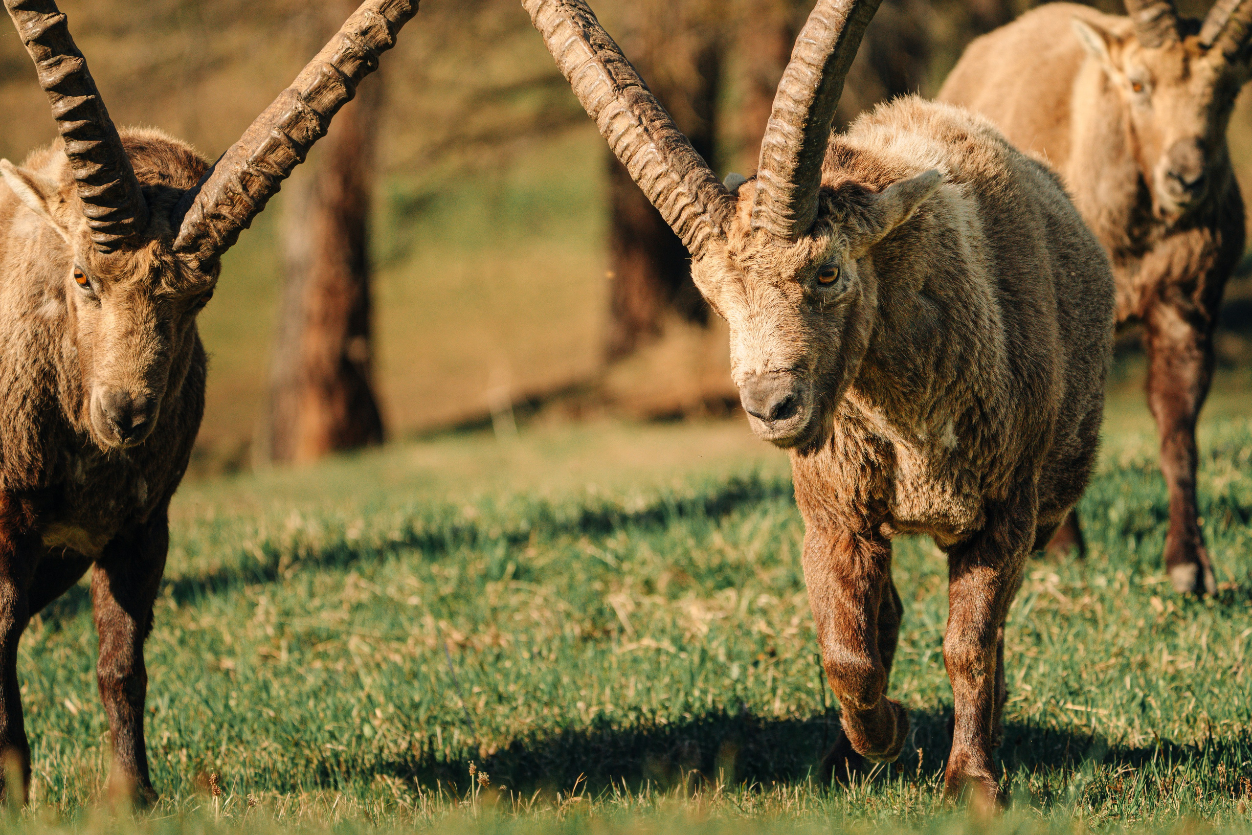 Capricorns in Pontresina. Lutsenko Visuals — Photography & Visual Content