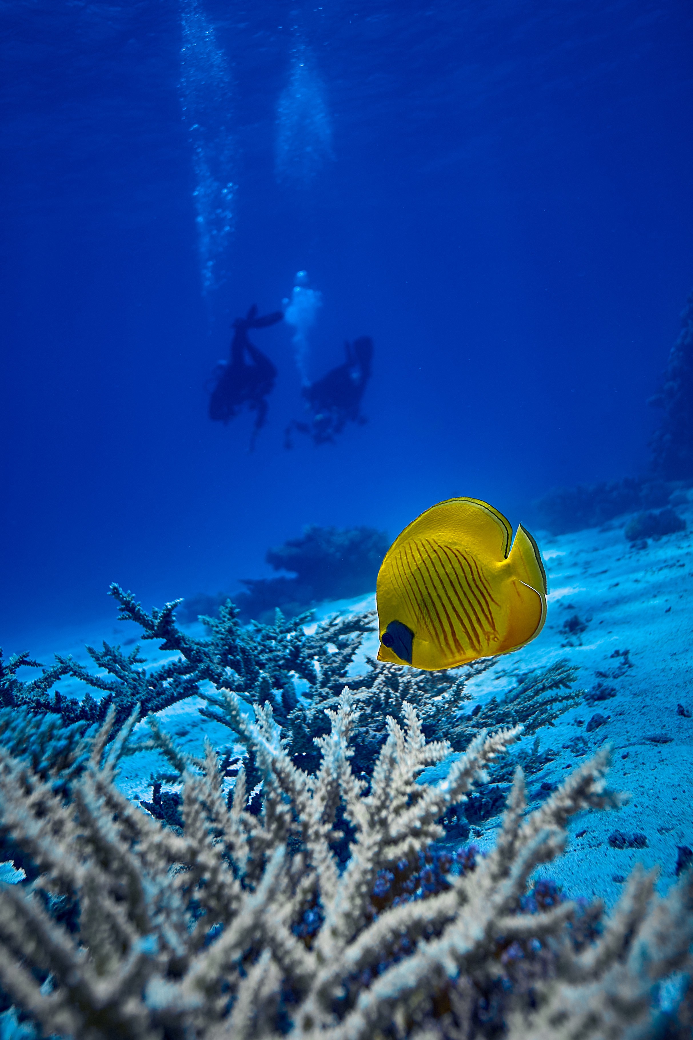 Mieszkańcy mórz. Andriej Szypilow — Photography & Videography