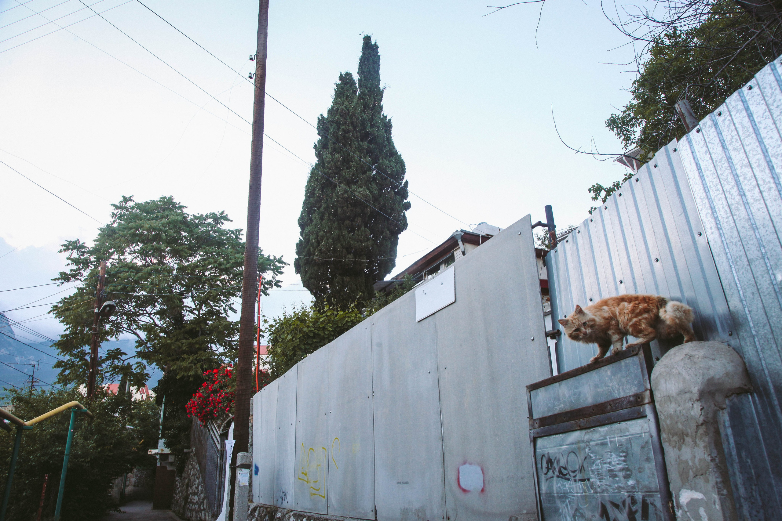 Кот шпедингера. Стрит-фотография, полная абсурда, идиотизма и красоты