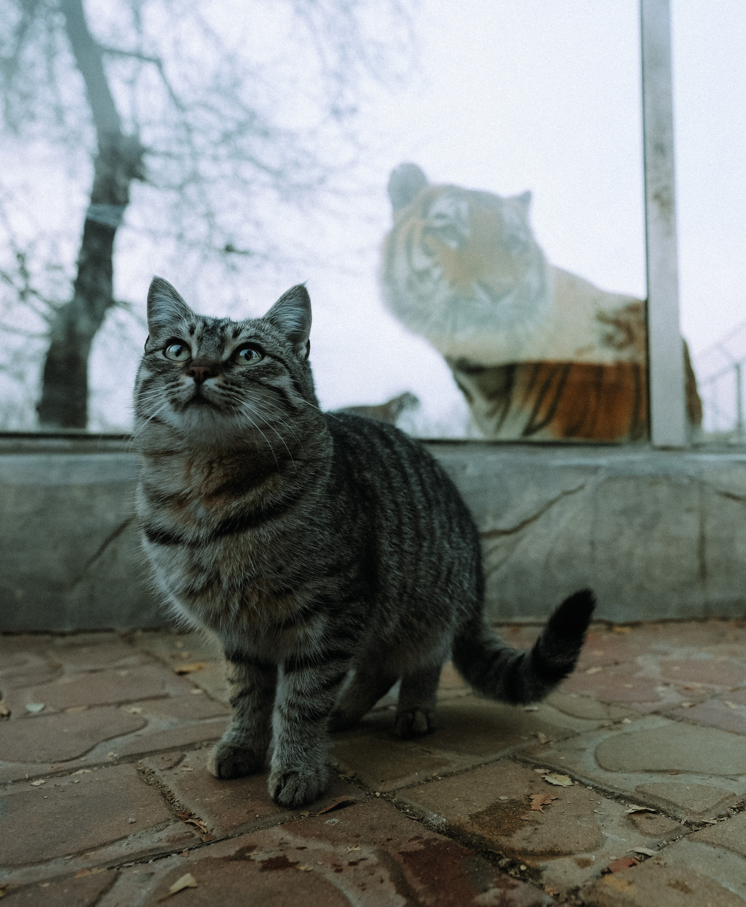 Кот шпедингера. Стрит-фотография, полная абсурда, идиотизма и красоты