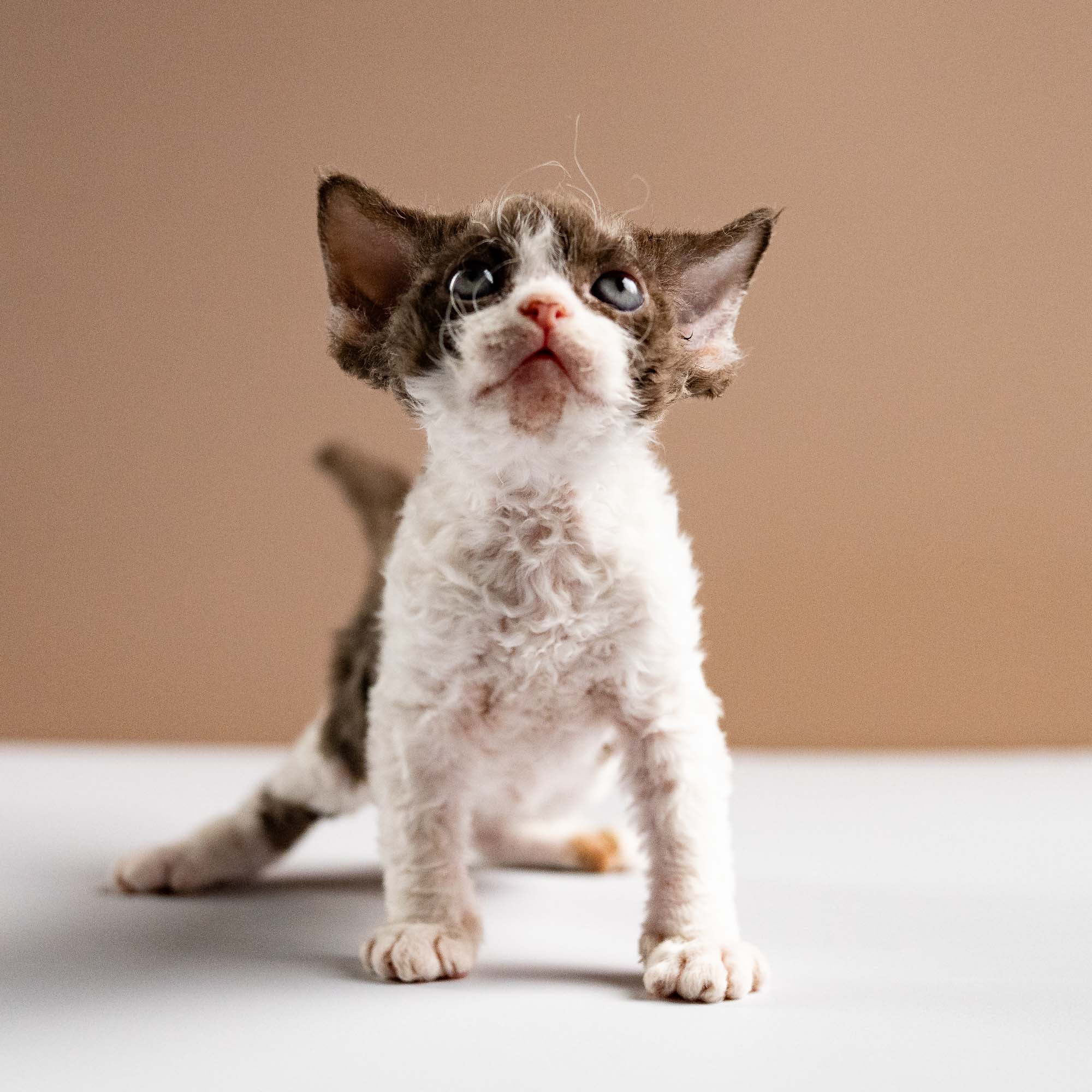 Pascal, boy, born 02.11.26. Devon Rex Pixie Cattery
