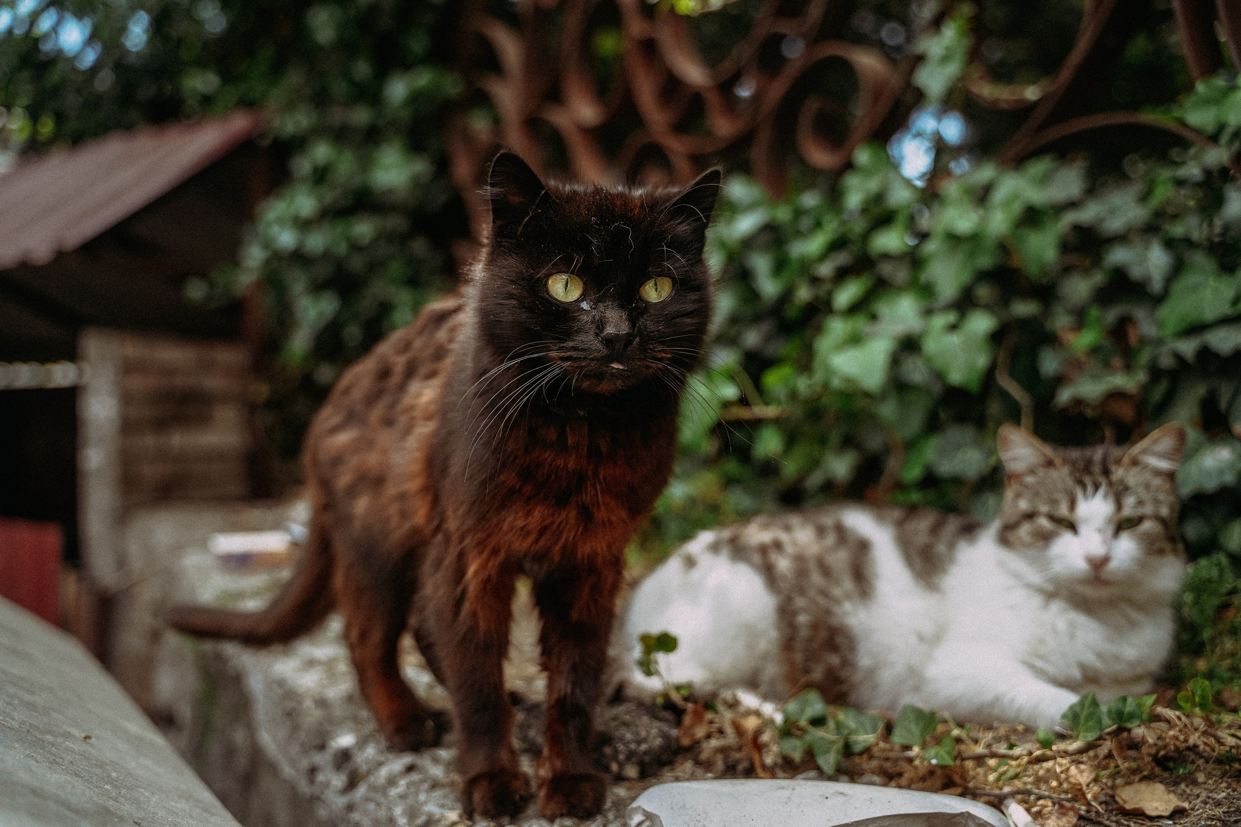 Кот шпедингера. Стрит-фотография, полная абсурда, идиотизма и красоты