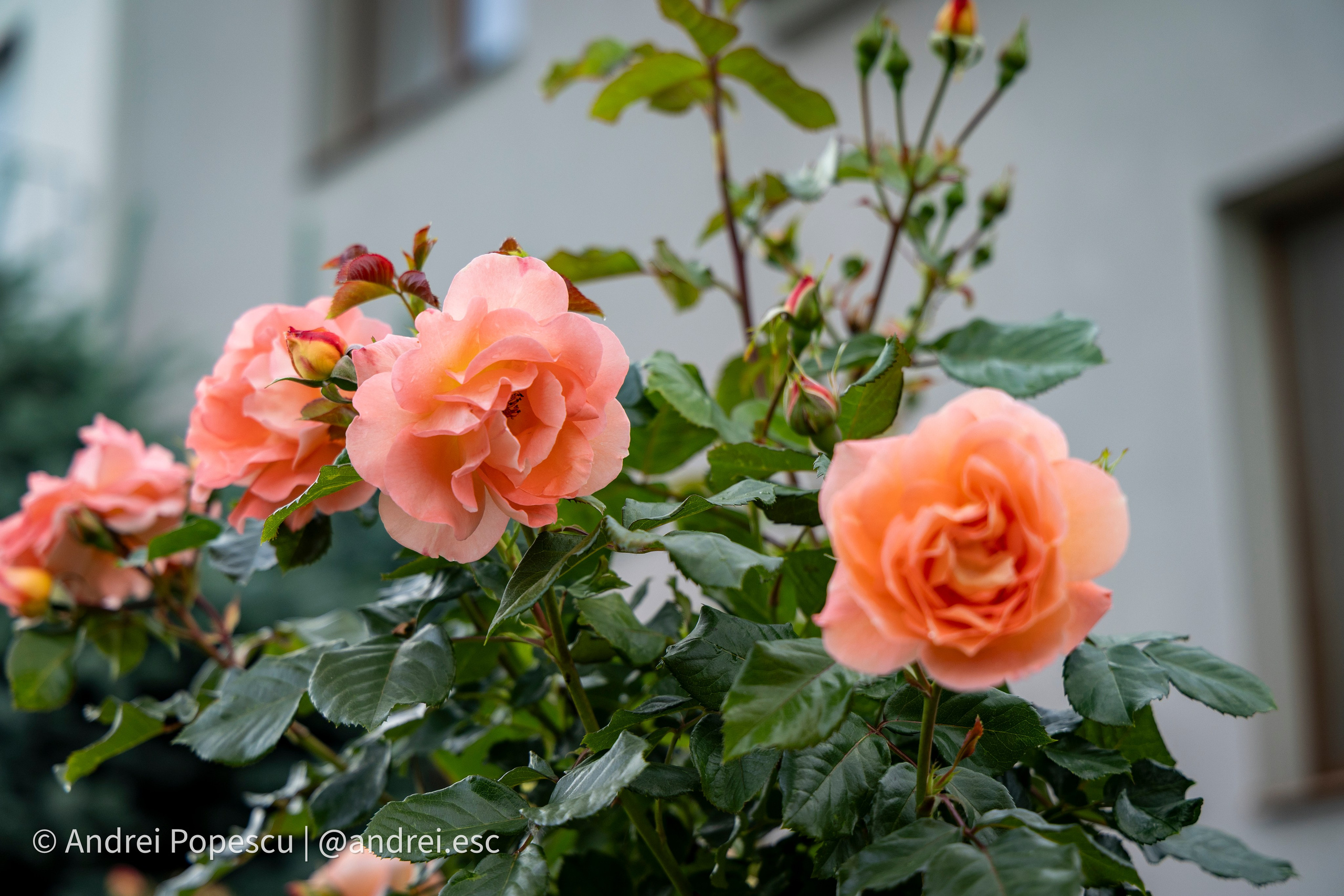Flowers. Andrei Popescu Photography