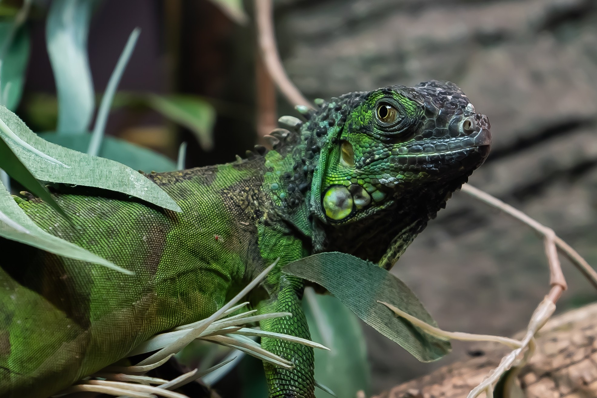 Reptile. Bycristinaciobanu