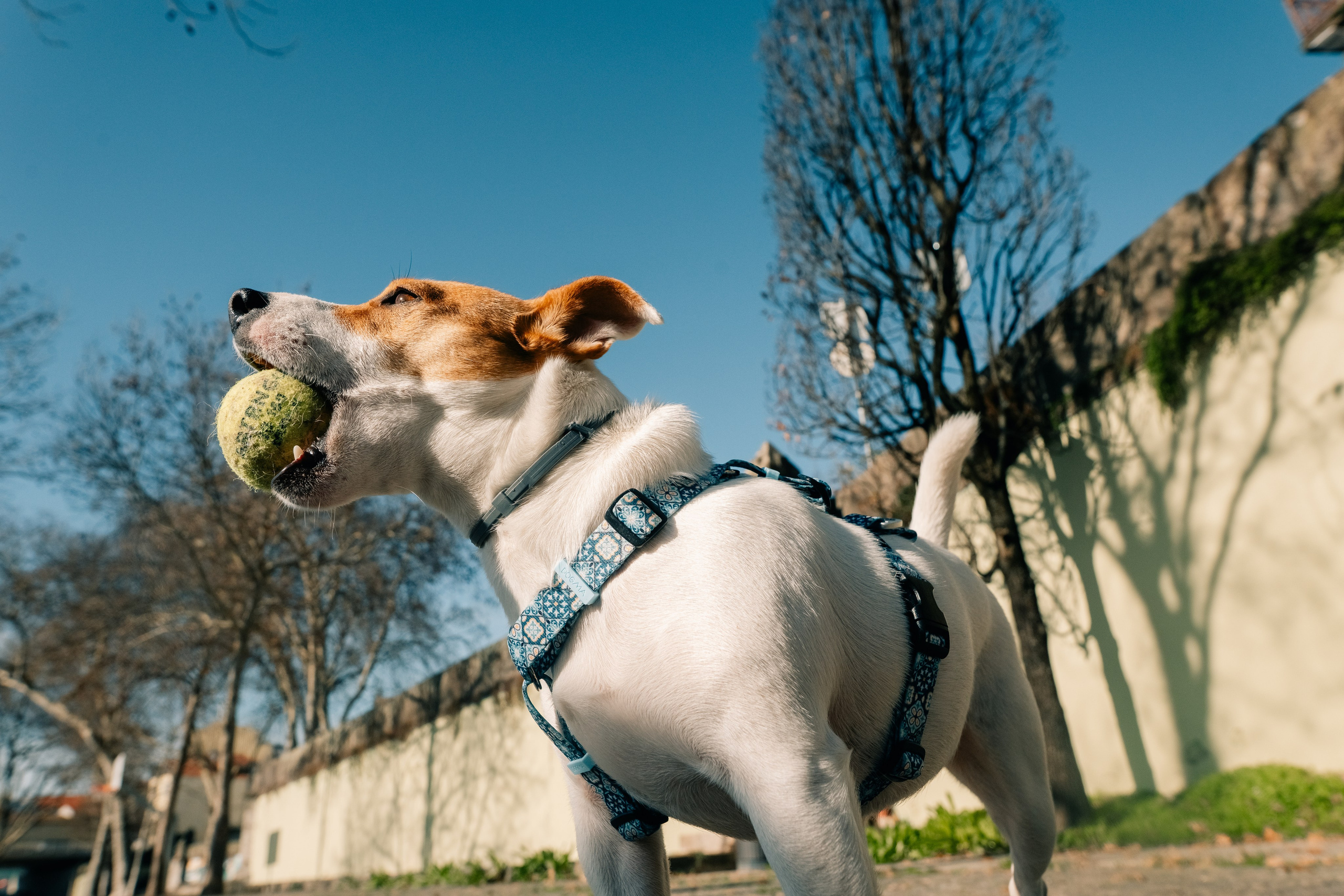 Yana & Doggos in Bonfim. Maria Sher. Professional photographer from Porto, Portugal