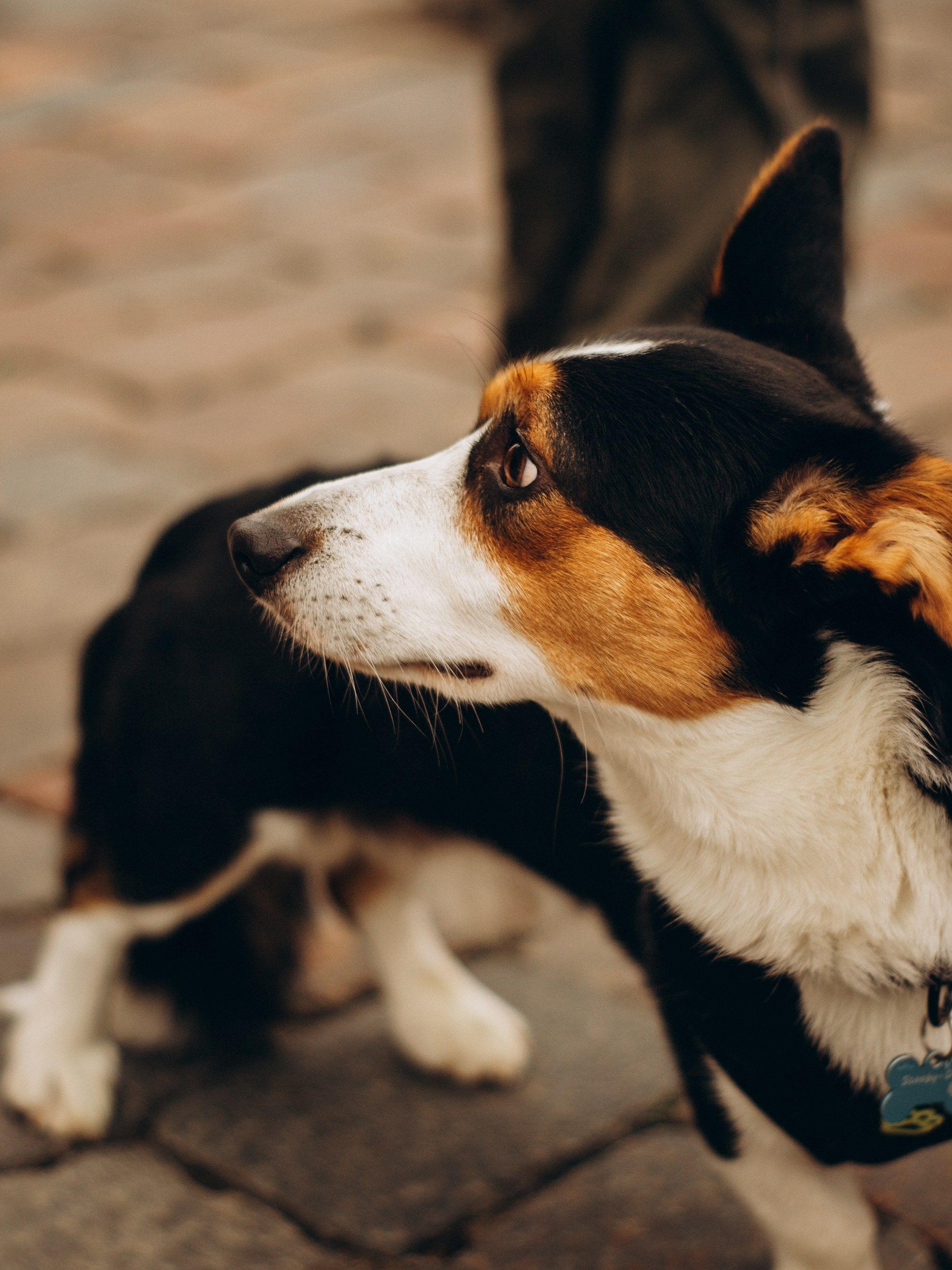 Corgi party, september. Kat Laisaar — Pet photographer in Tallinn