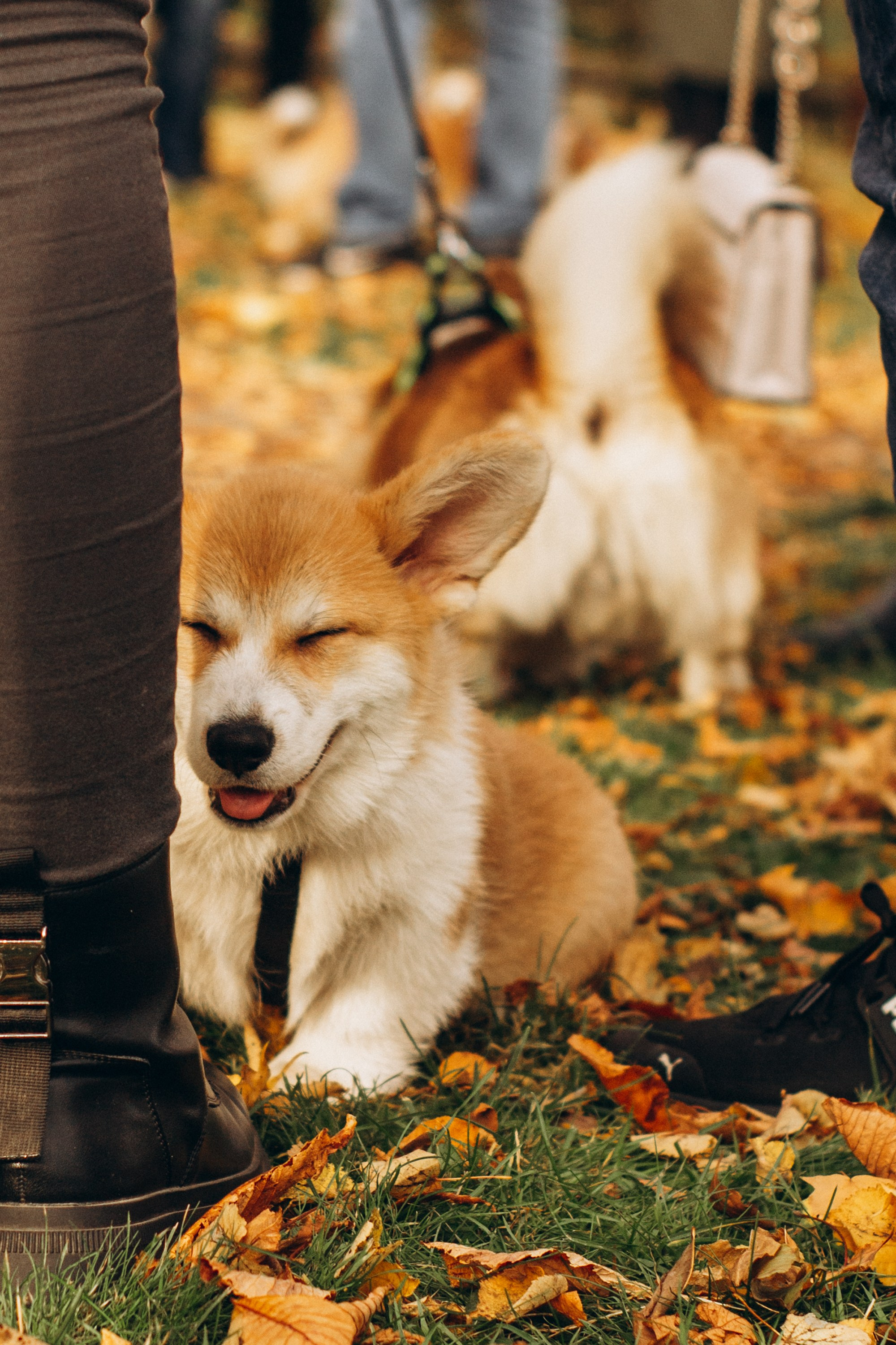 Corgi party, october. Kat Laisaar — Pet photographer in Tallinn