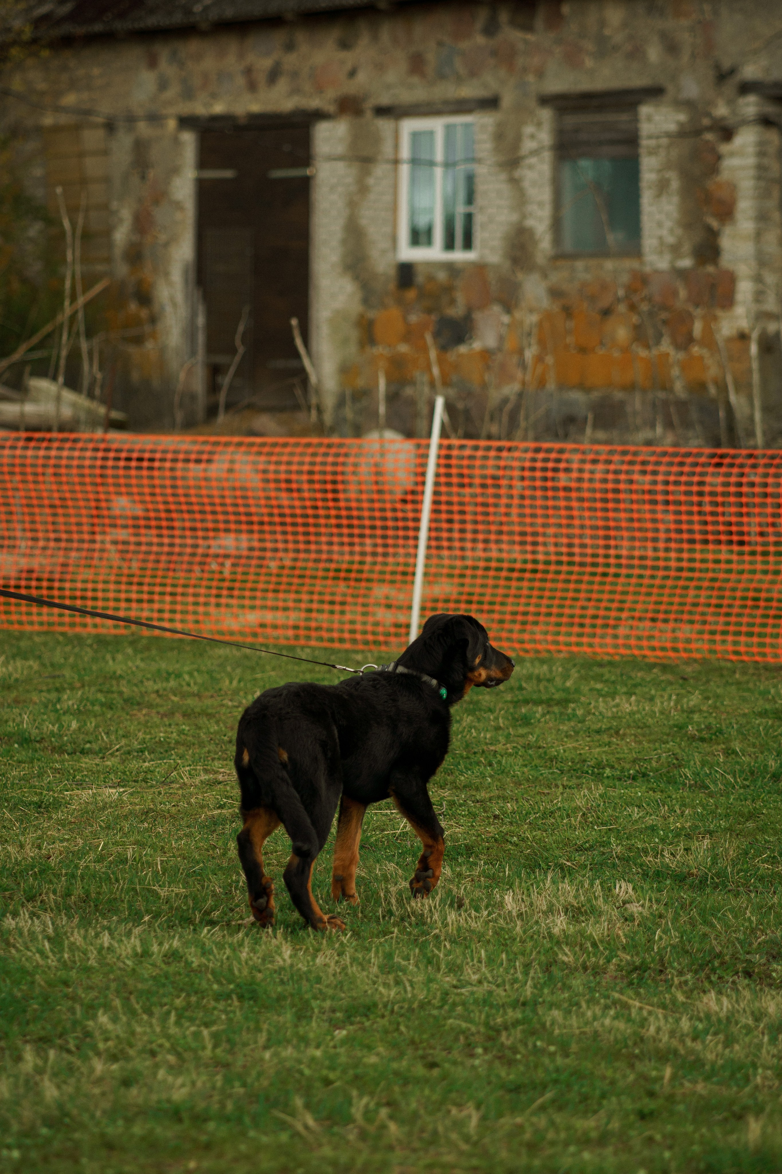 Herding Days, 26 apr. 2025. Kat Laisaar — Pet photographer in Tallinn