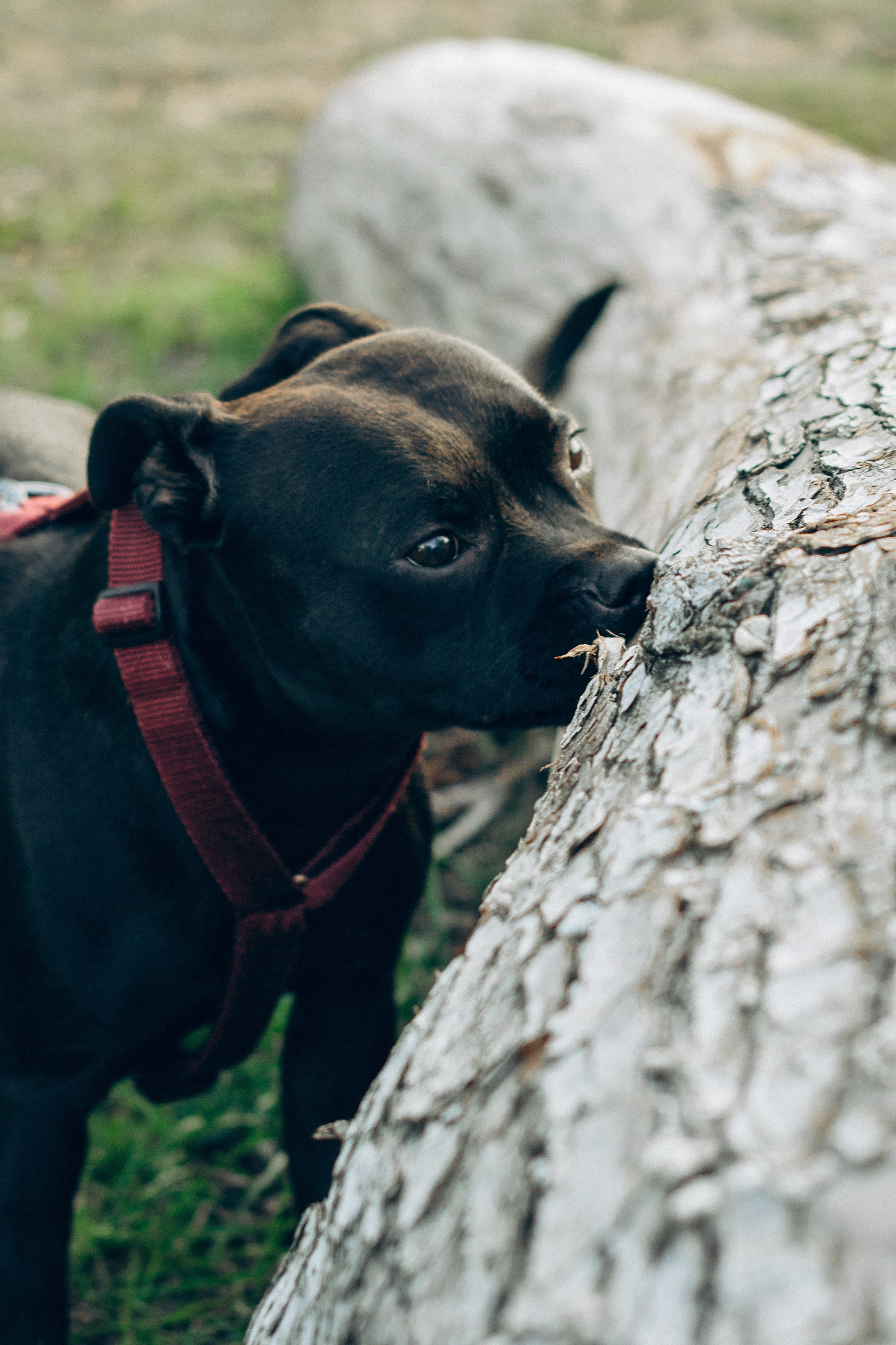 Severa and Barracuda, Staffordshire Bull Terriers. Kat Laisaar — Pet photographer in Tallinn