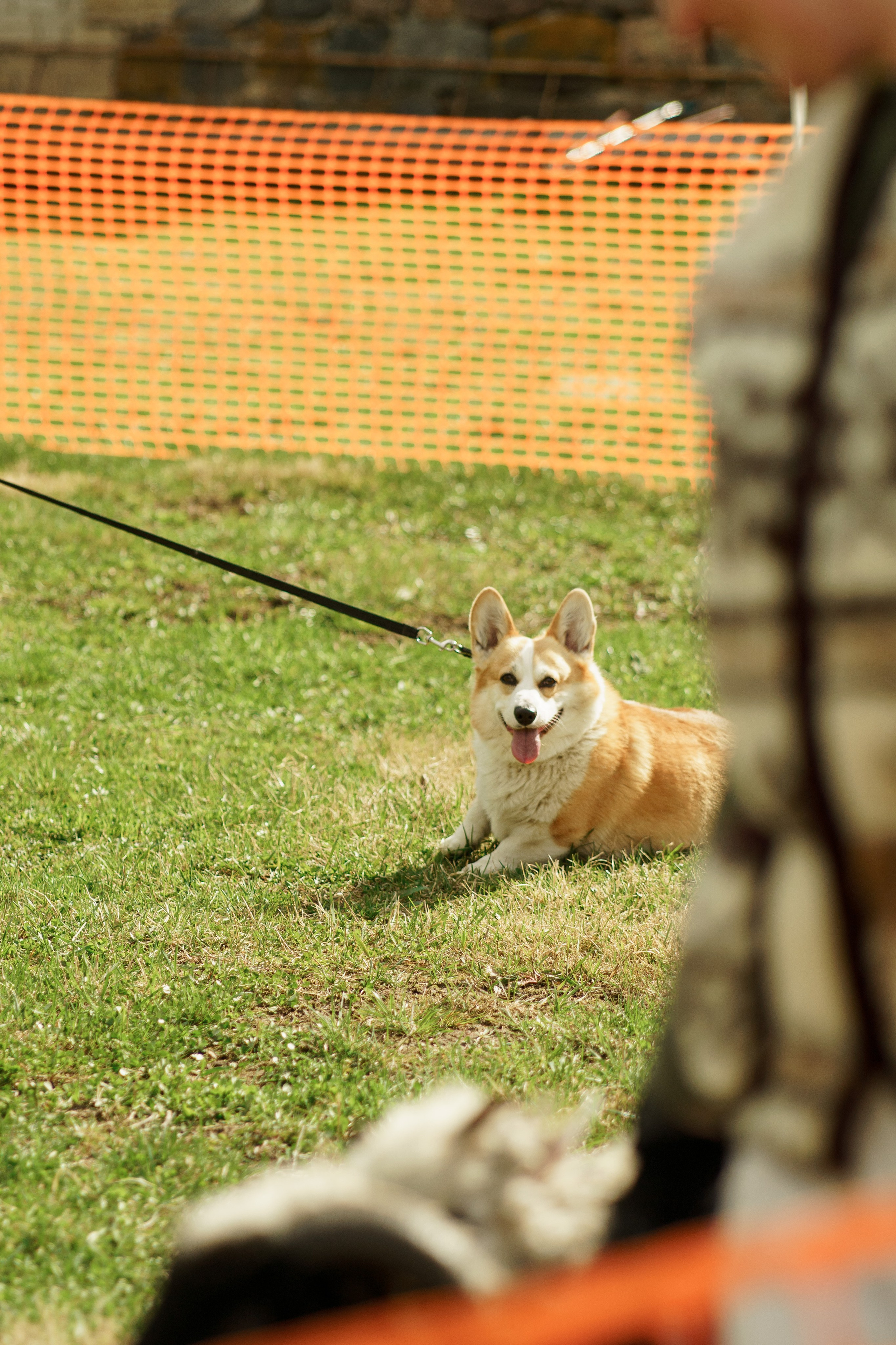 Herding Days, 26 apr. 2025. Kat Laisaar — Pet photographer in Tallinn