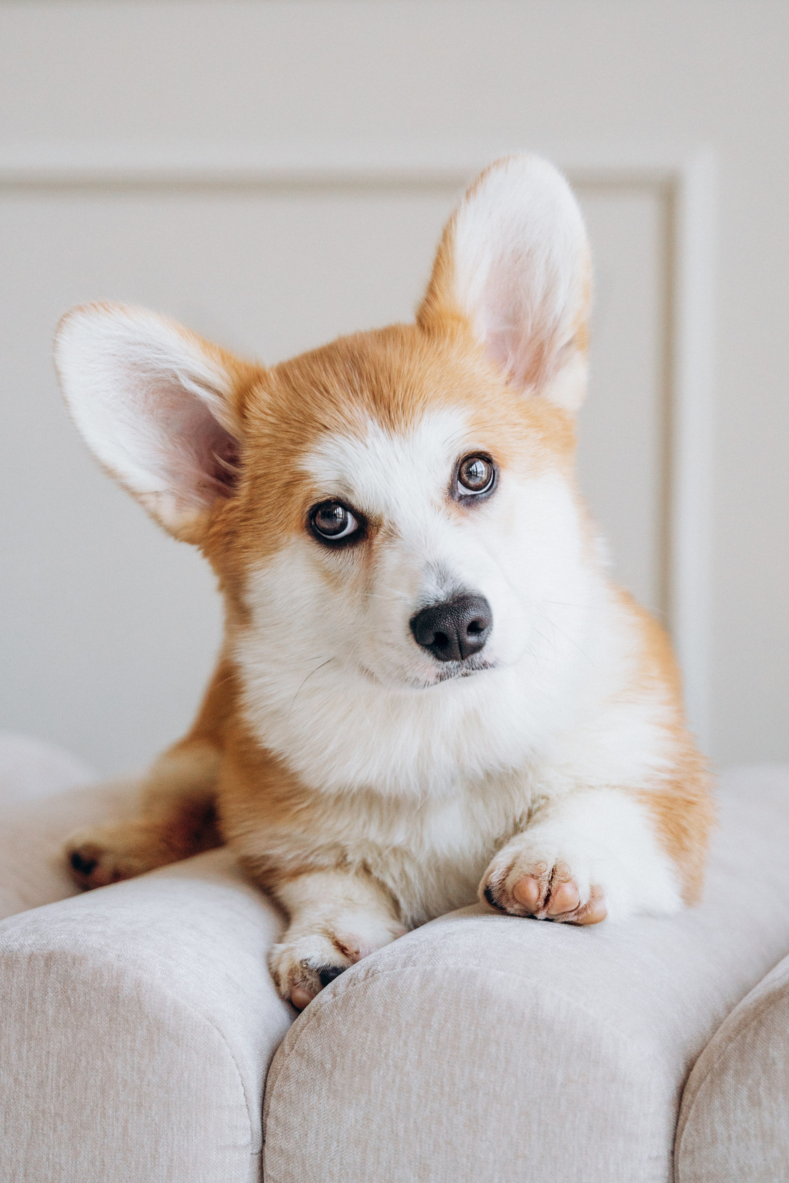 Mars & his Family. Kat Laisaar — Pet photographer in Tallinn