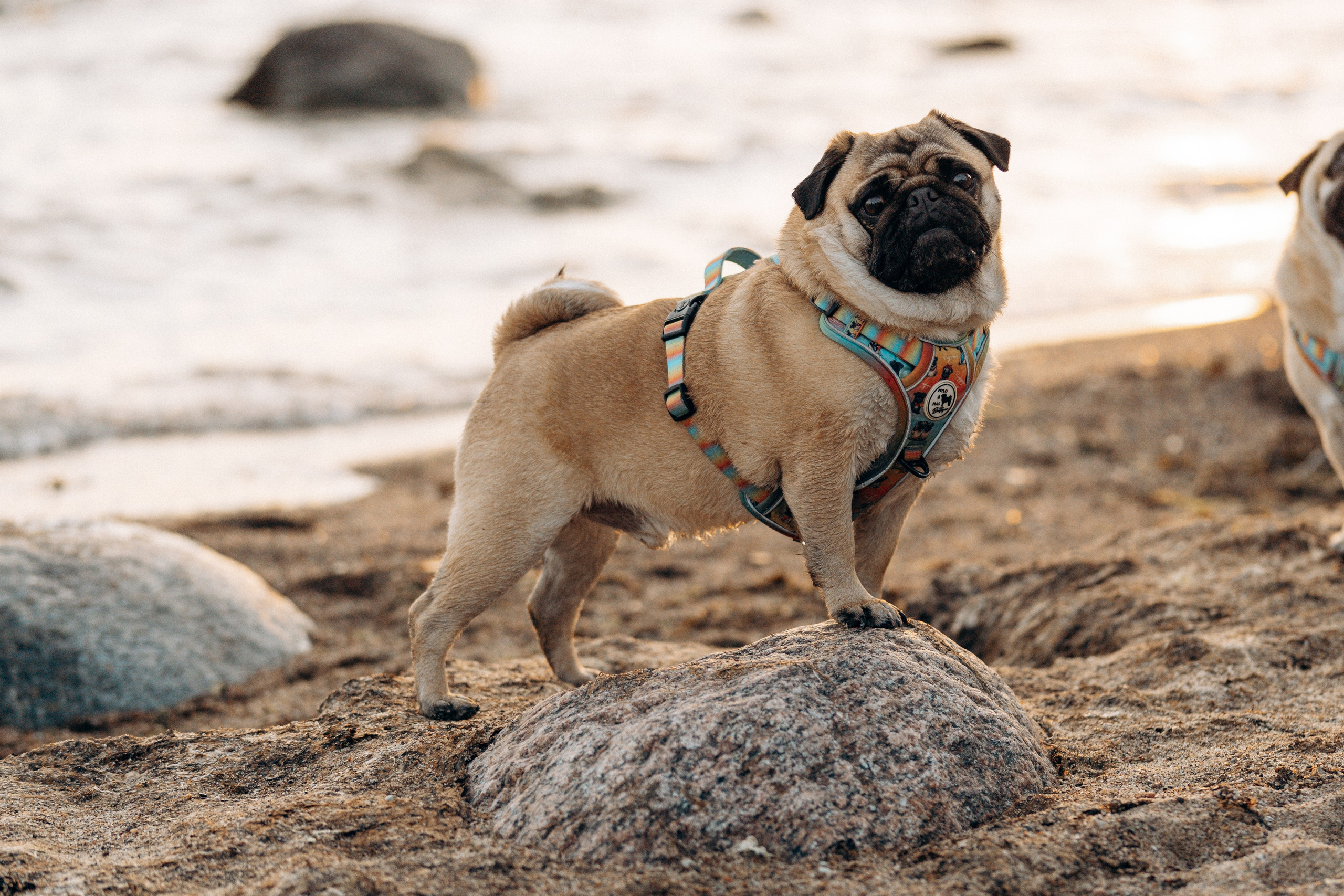 Frank, Tony, Katerina & Lev. Kat Laisaar — Pet photographer in Tallinn