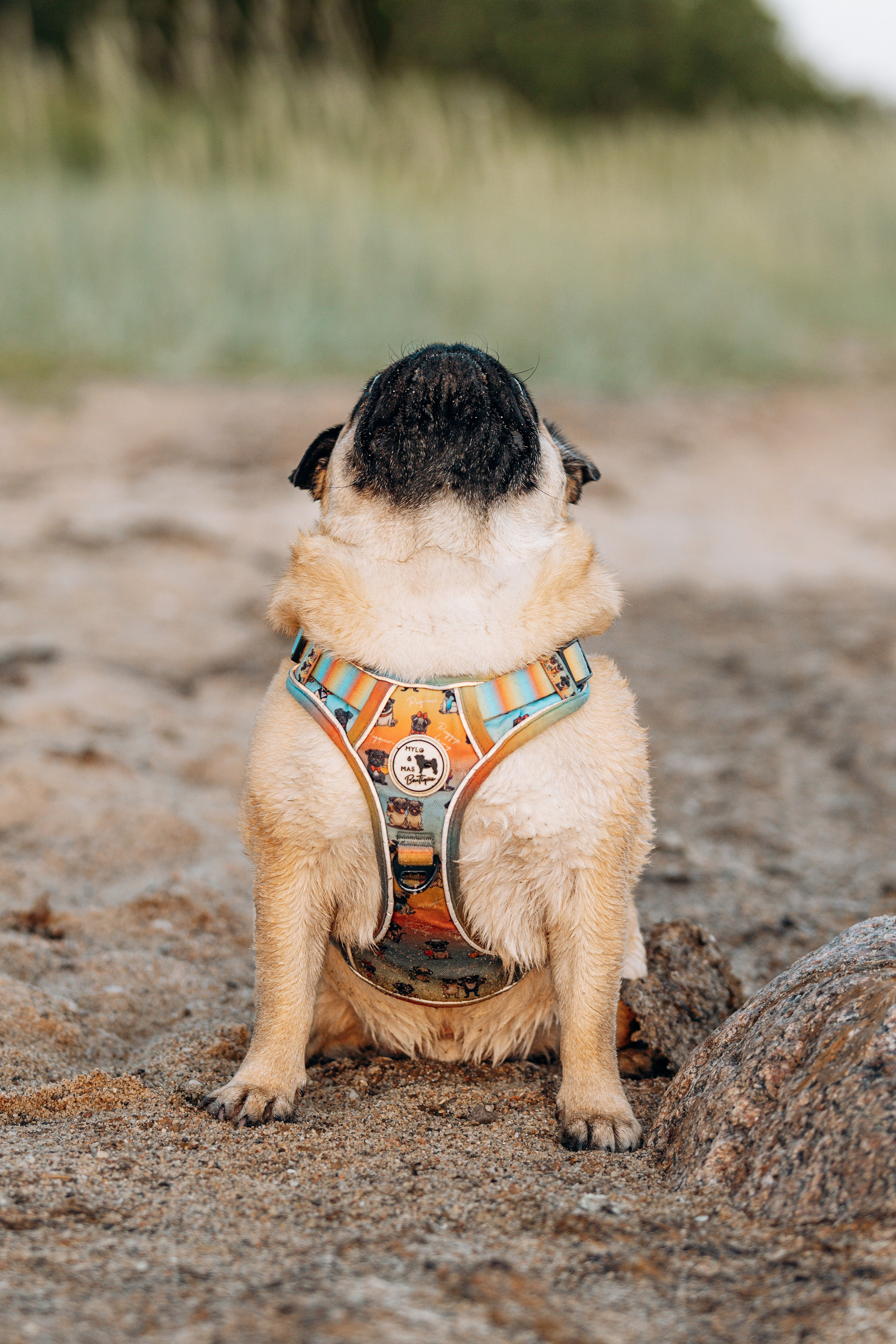 Frank, Tony, Katerina & Lev. Kat Laisaar — Pet photographer in Tallinn