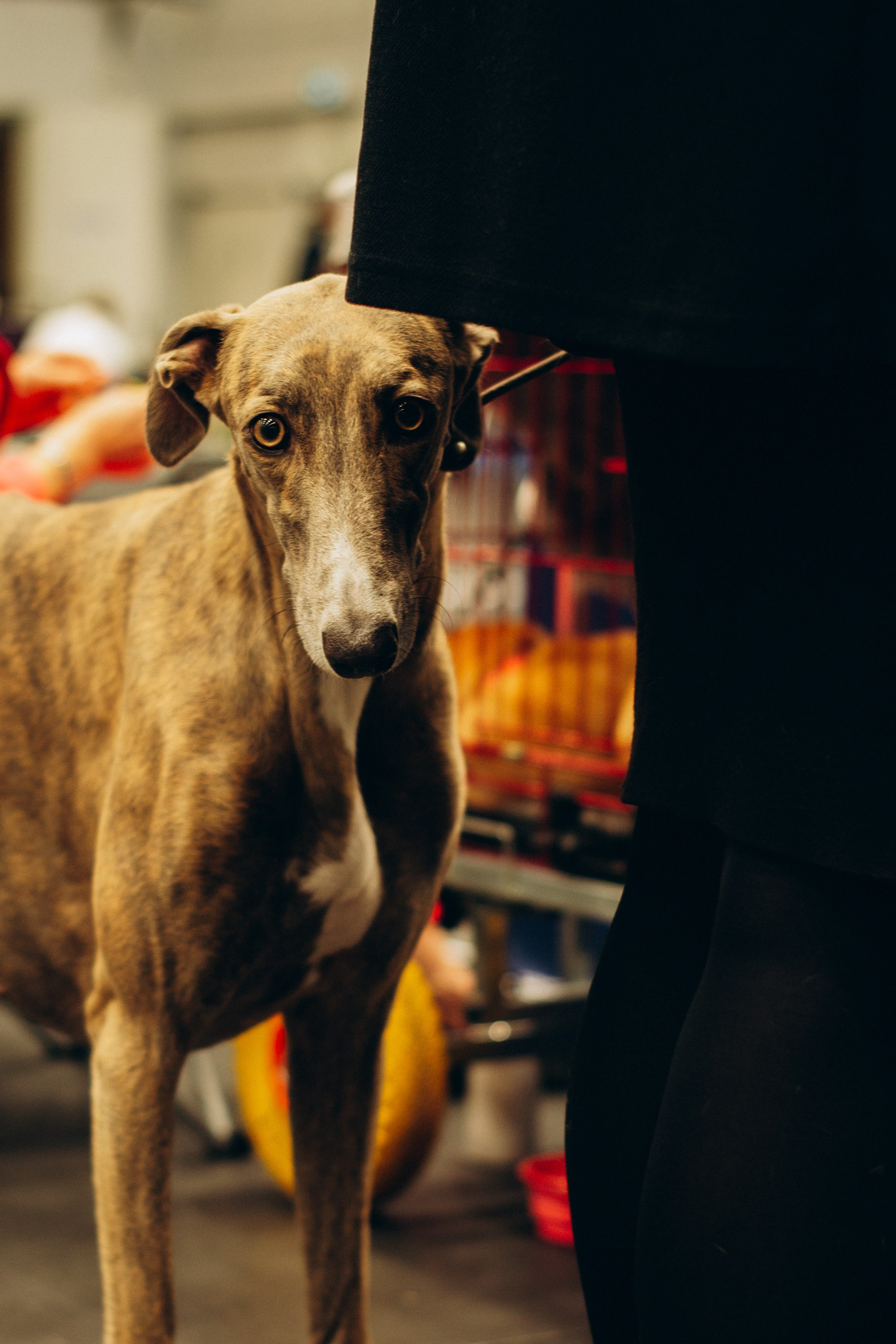 Rakvere Dog Show. Kat Laisaar — Pet photographer in Tallinn