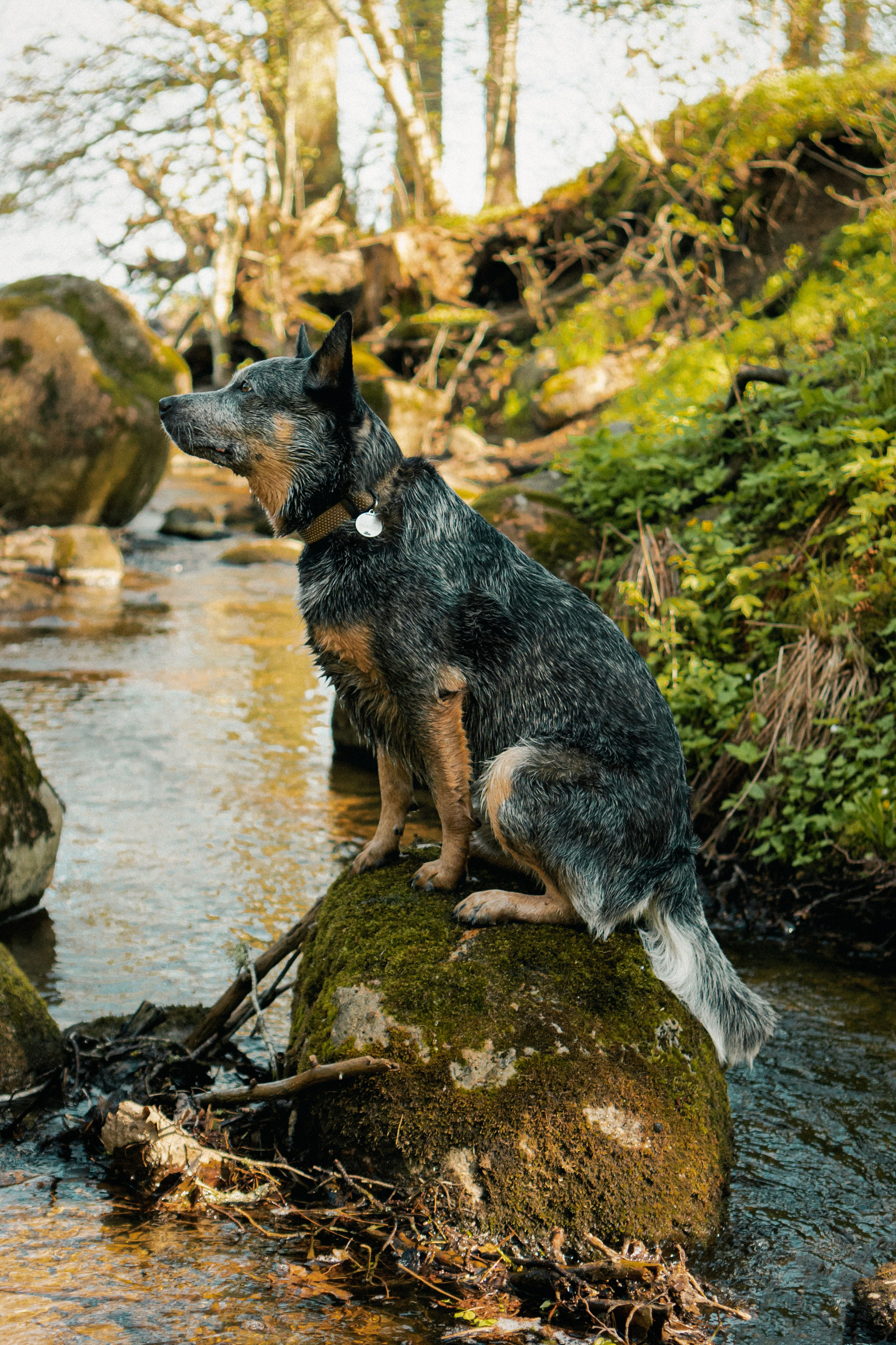Oskar, Maria & Dmitrii. Kat Laisaar — Pet photographer in Tallinn