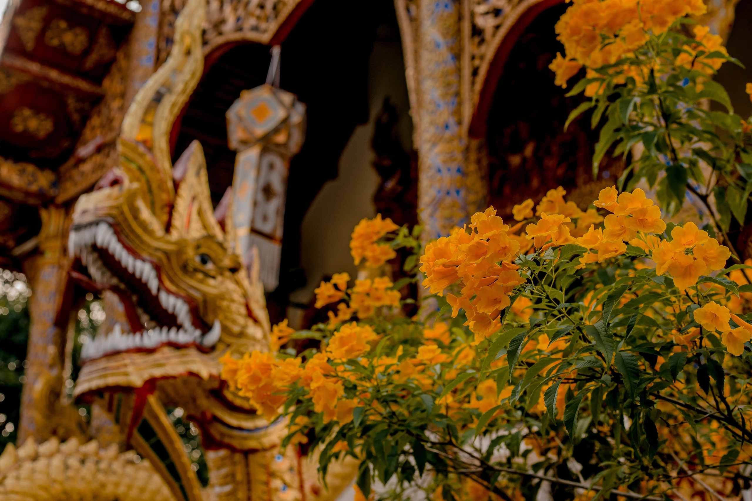 Thailand, Chiang Mai. Art Photographer