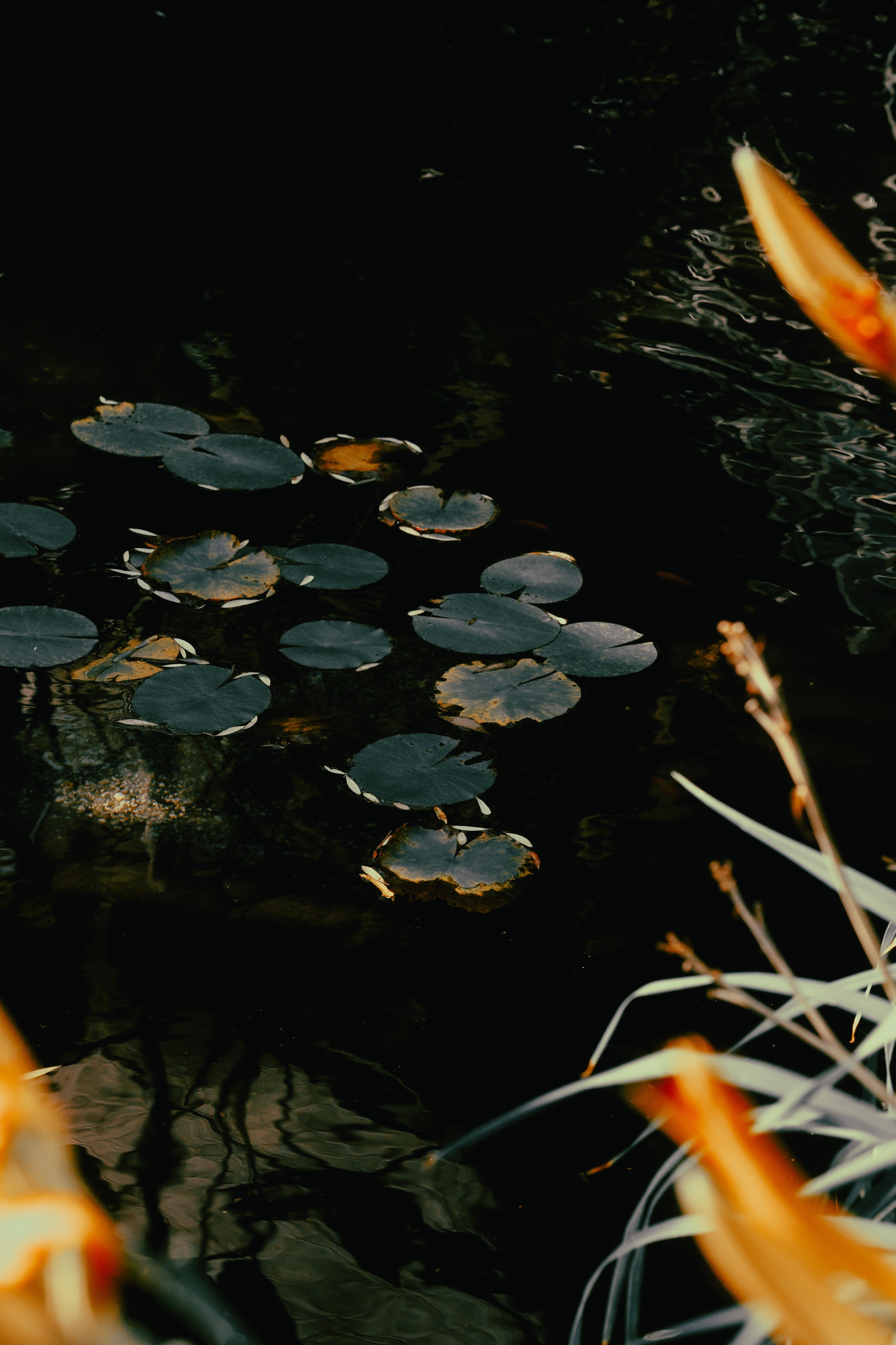 Nastya. Lisbon Event Photographer