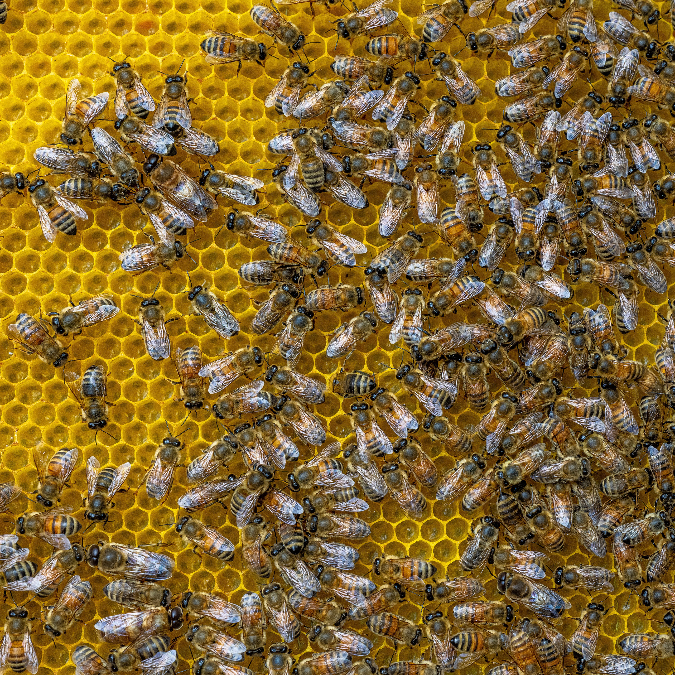 Apicultura Bergadano. “Gianmaria Coscia fotografo per passione”