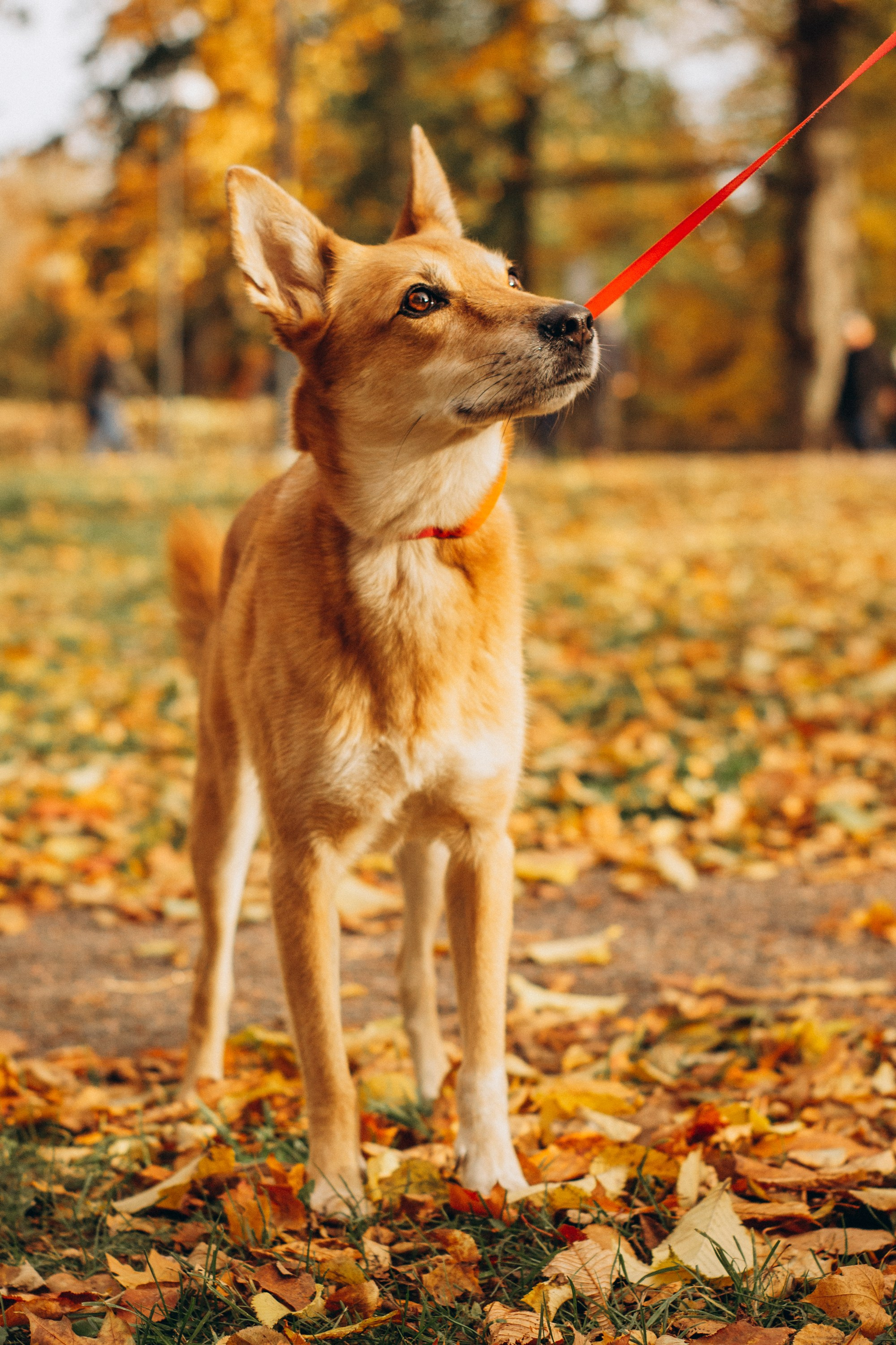 Corgi party, october. Kat Laisaar — Pet photographer in Tallinn