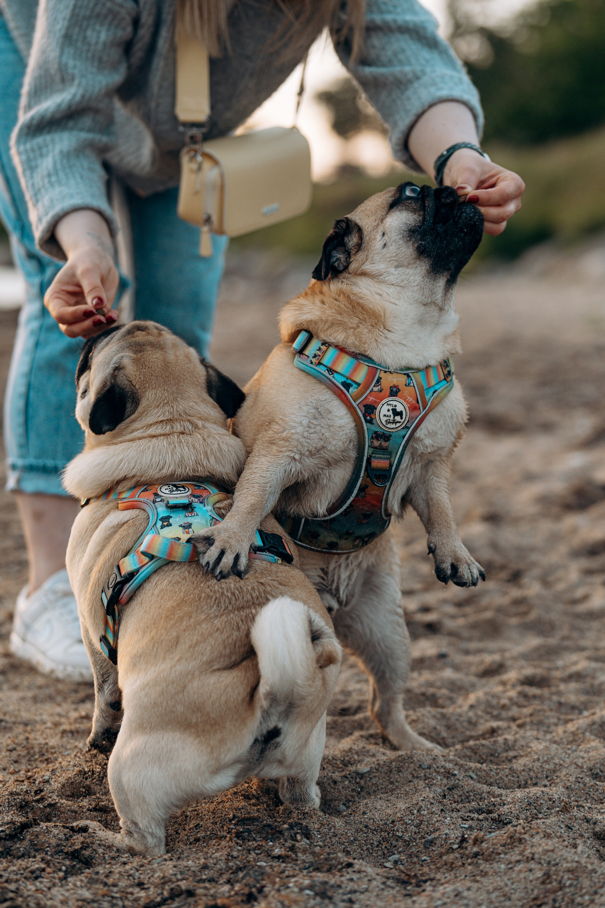 Frank, Tony, Katerina & Lev. Kat Laisaar — Pet photographer in Tallinn