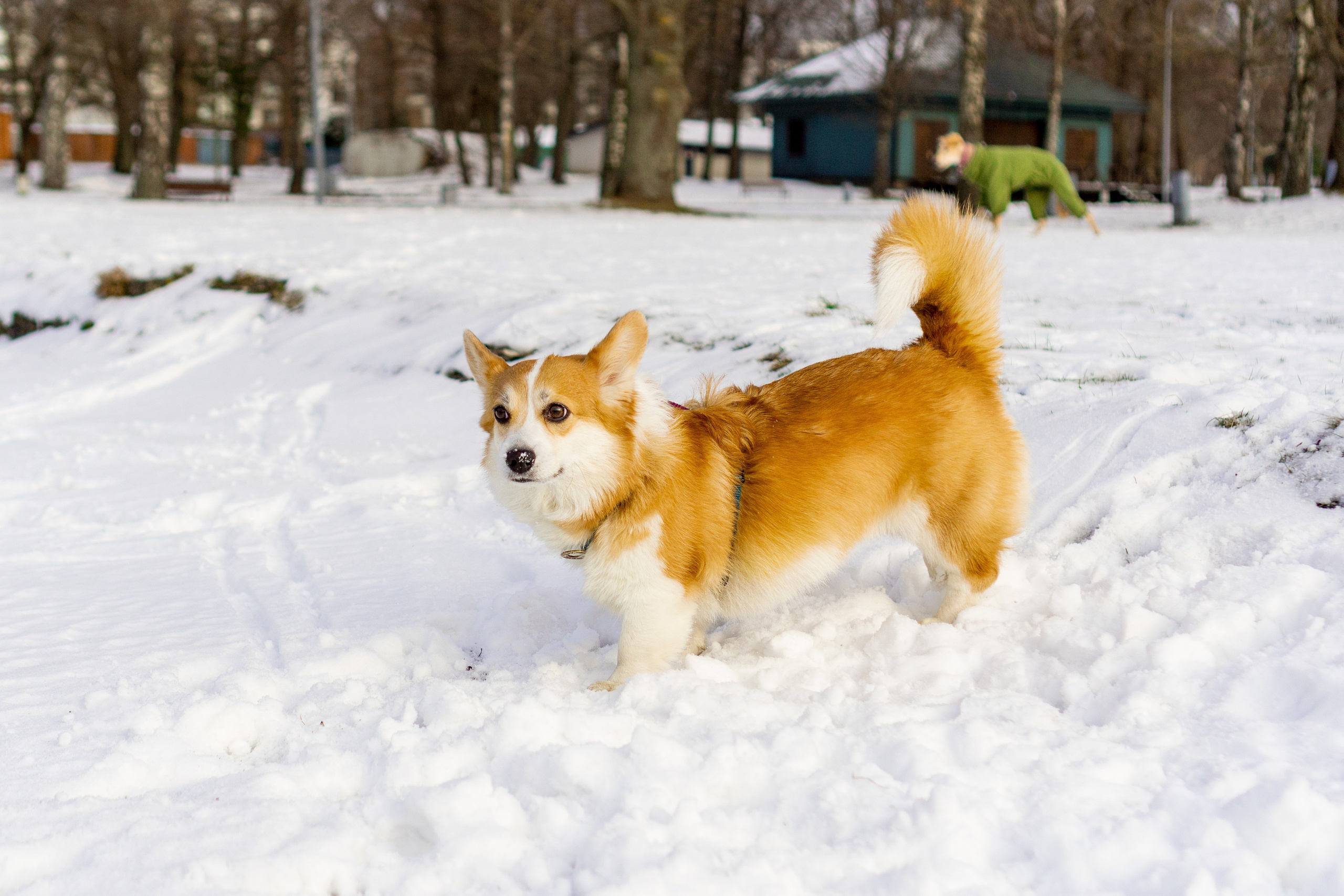 Corgi party, 23 feb. 2025. Kat Laisaar — Pet photographer in Tallinn