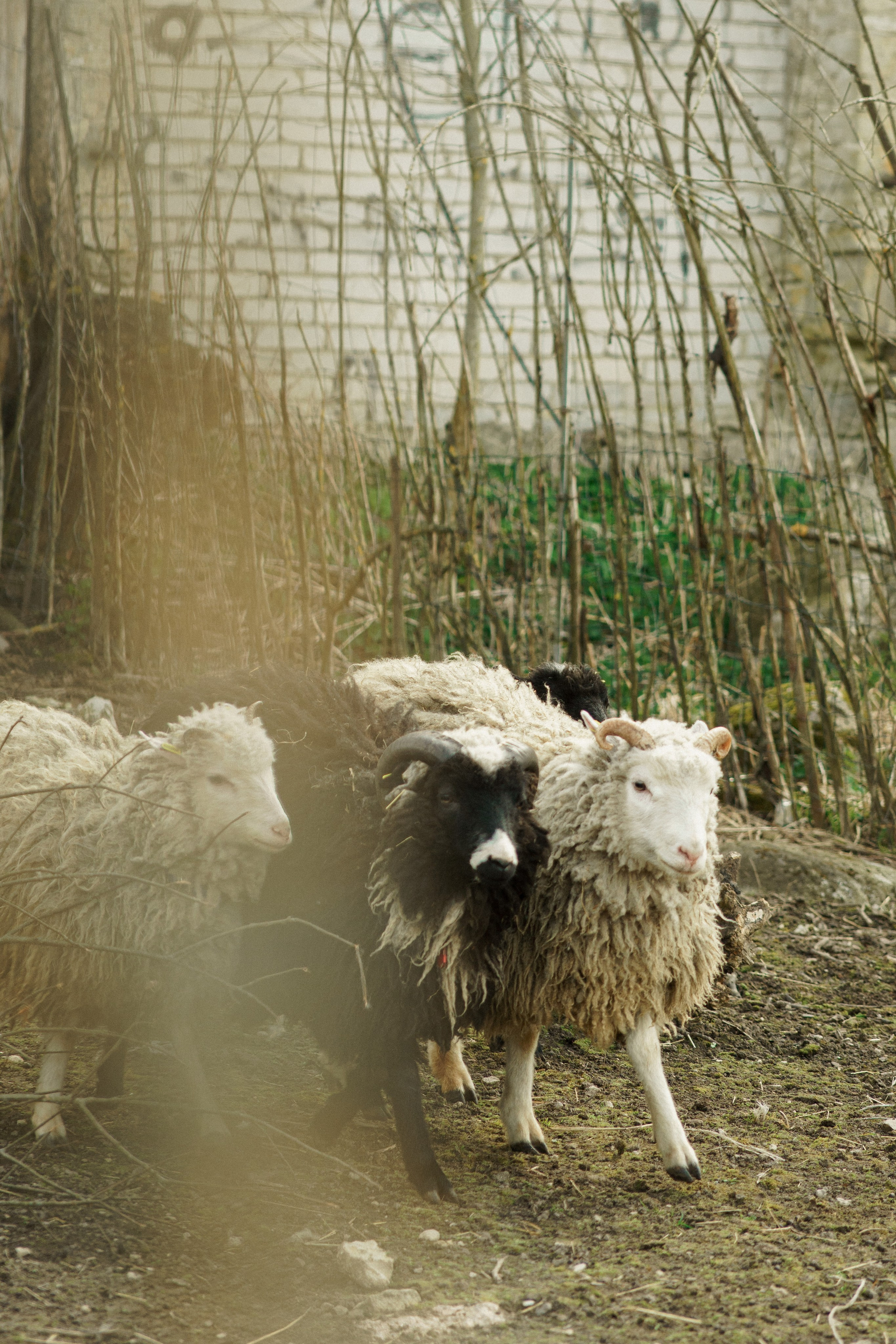 Herding Days, 26 apr. 2025. Kat Laisaar — Pet photographer in Tallinn