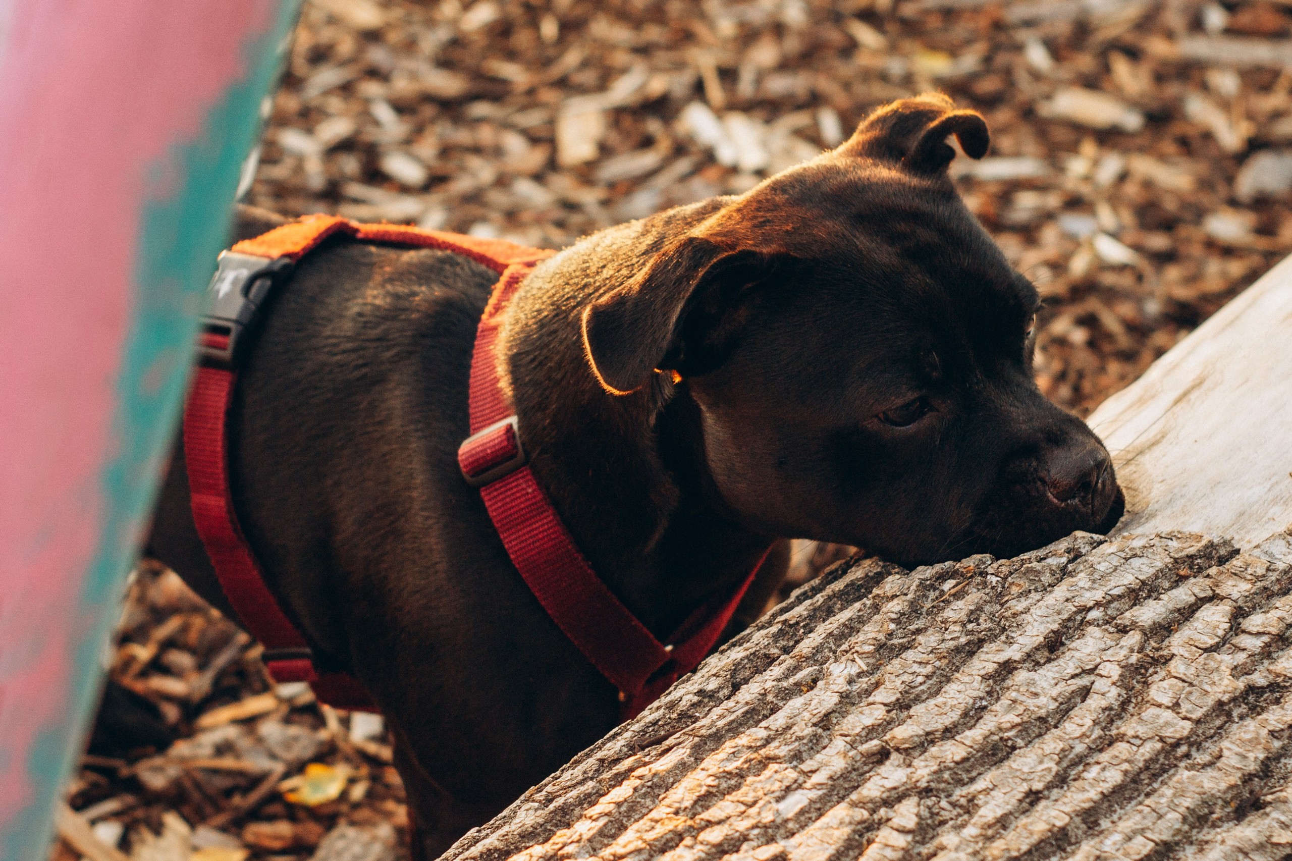 Severa and Barracuda, Staffordshire Bull Terriers. Kat Laisaar — Pet photographer in Tallinn