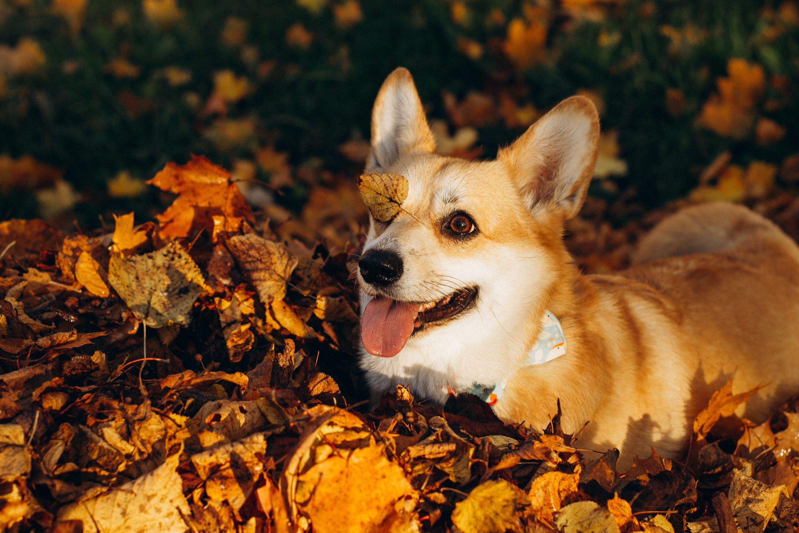 Irina and her Teffy, Pembroke Welsh Corgi. Kat Laisaar — Pet photographer in Tallinn