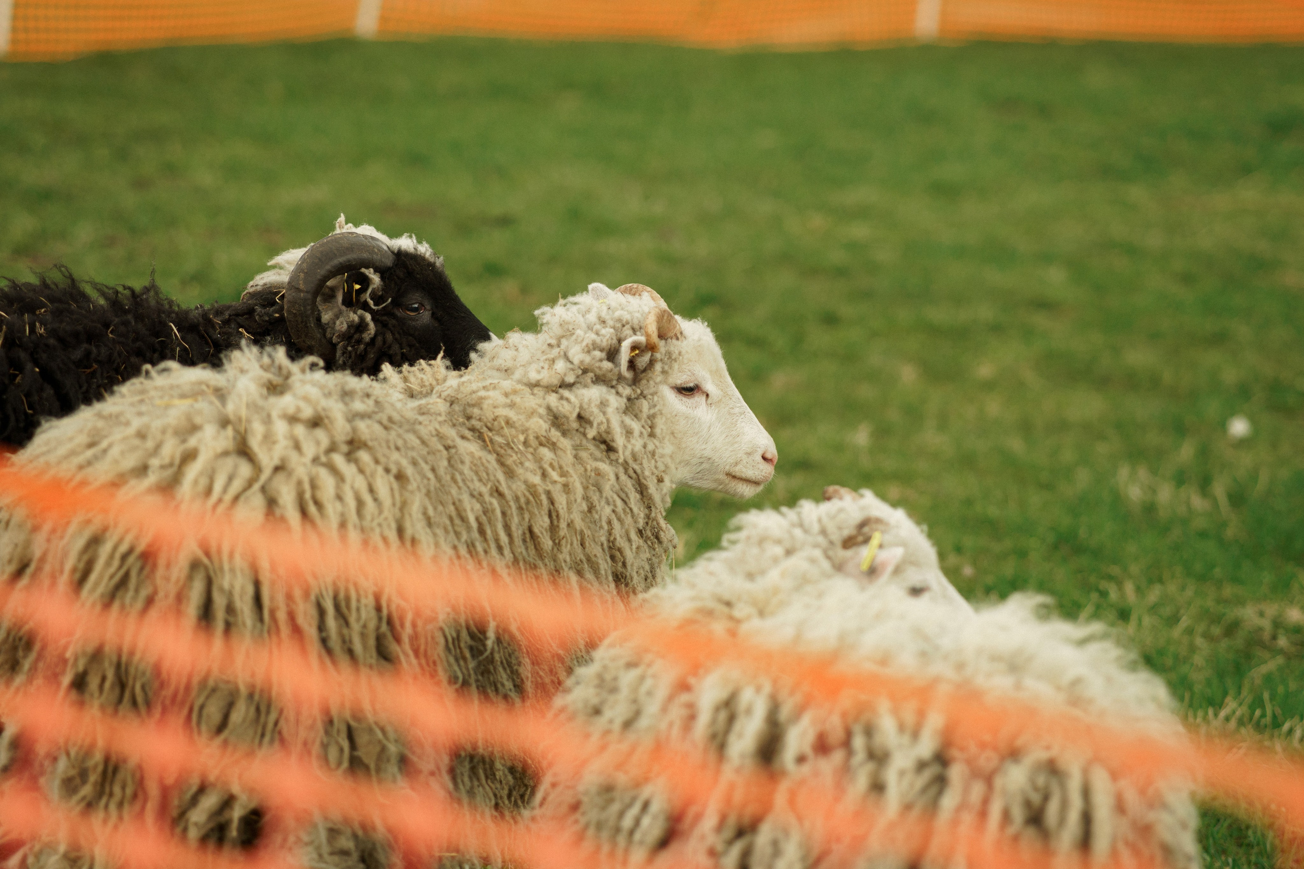 Herding Days, 26 apr. 2025. Kat Laisaar — Pet photographer in Tallinn