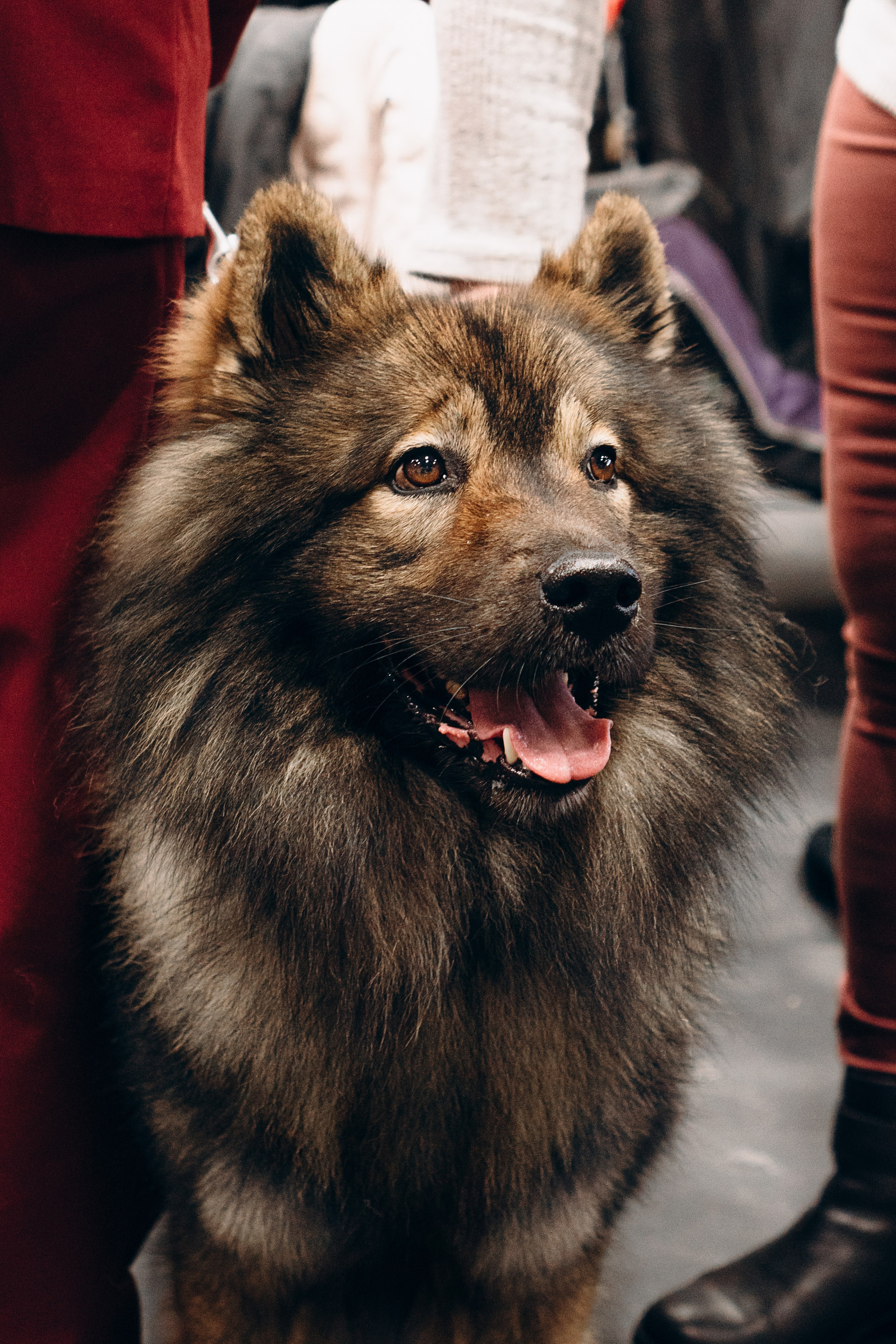 Pärnu dog weekend photo report. Kat Laisaar — Pet photographer in Tallinn