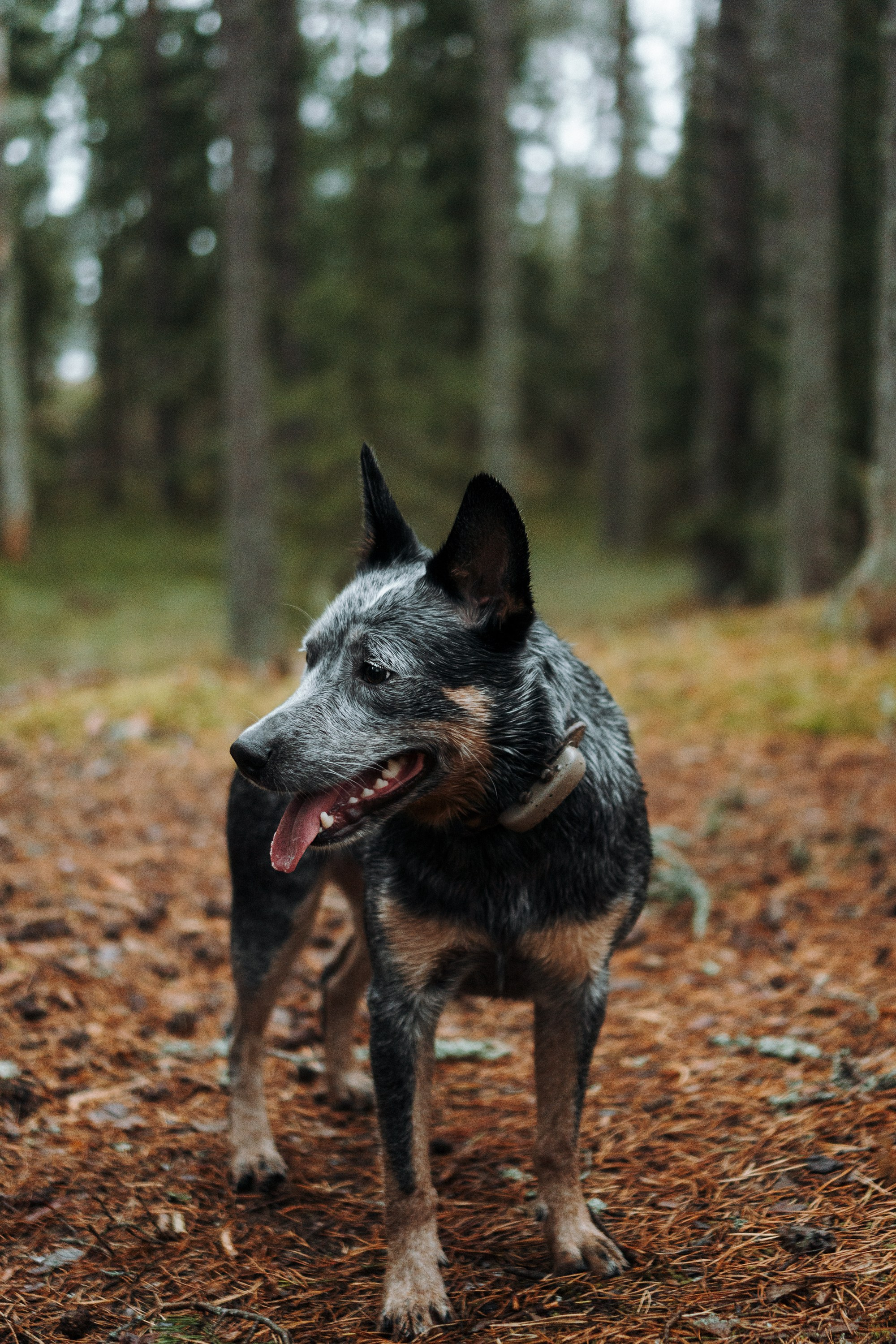 Polina and her Dakota, Australian Cattle Dog. Kat Laisaar — Pet photographer in Tallinn