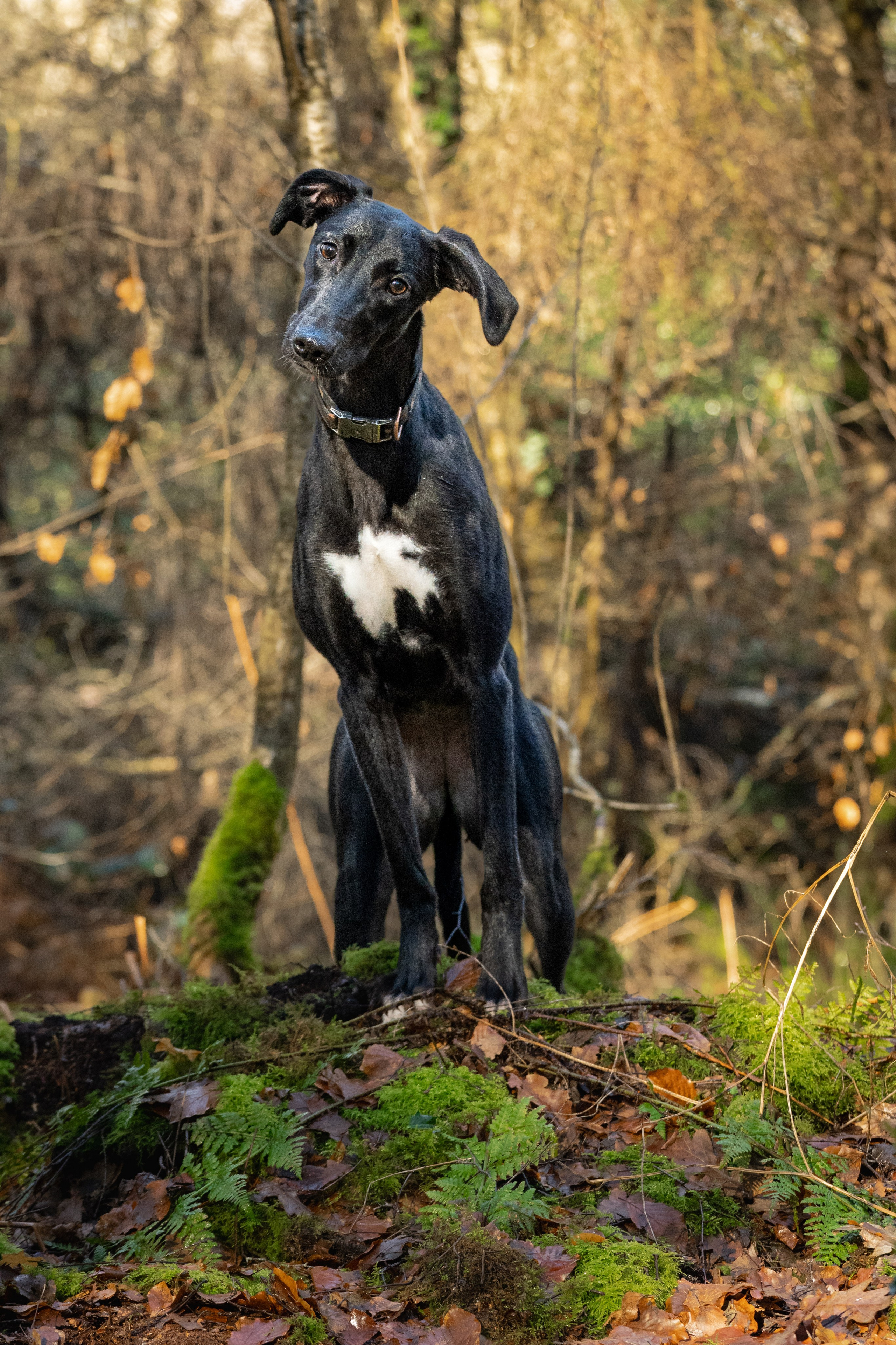 Canine. Leicestershire Equine Photography by El | Authentic Equine Portraits & Events