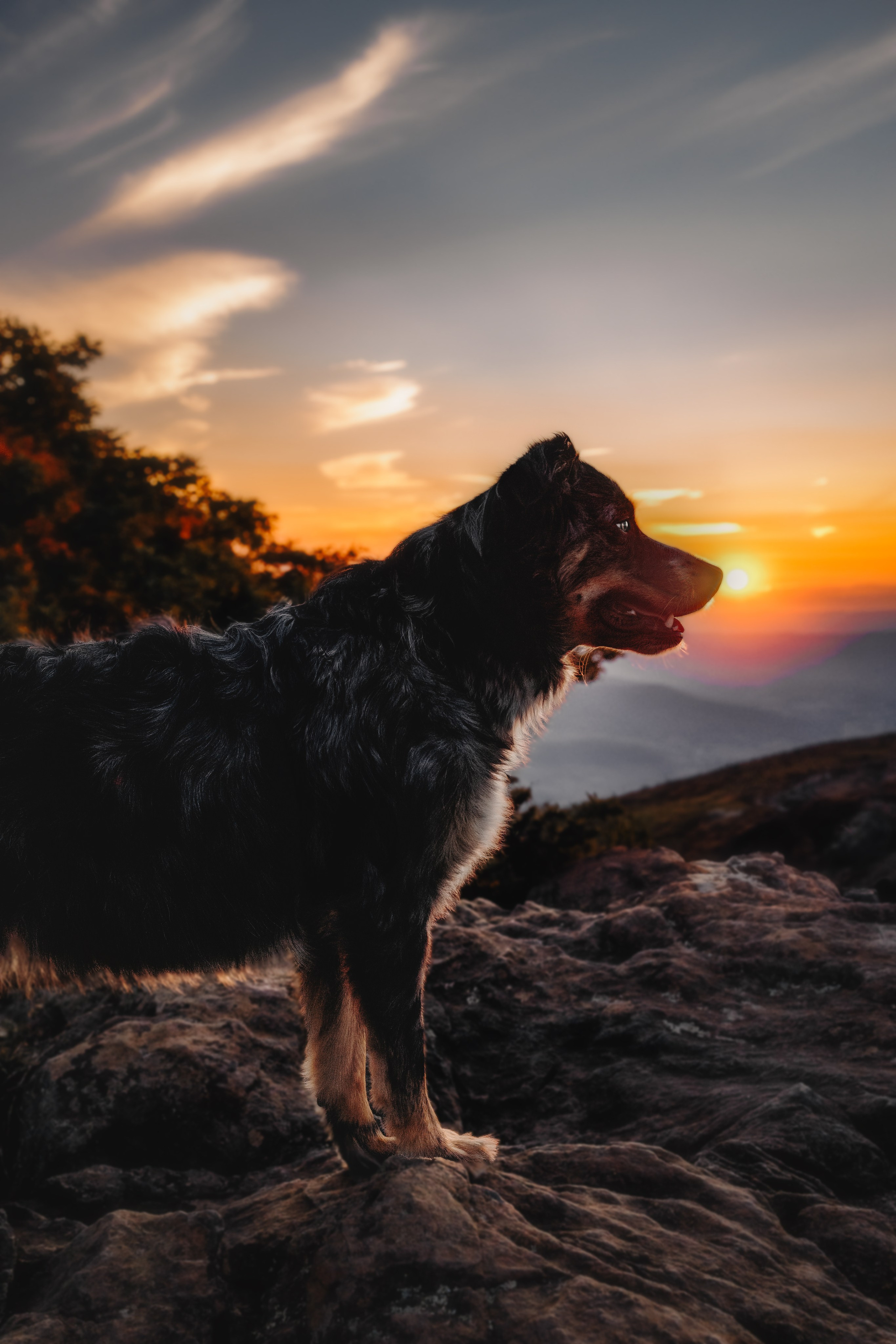 Pet Photographer Viktoriya Aleshenko